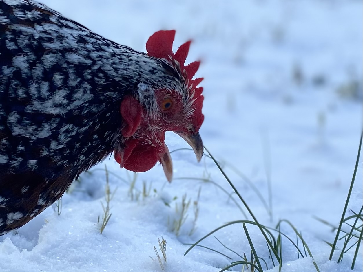 Joy grazing in the Snow