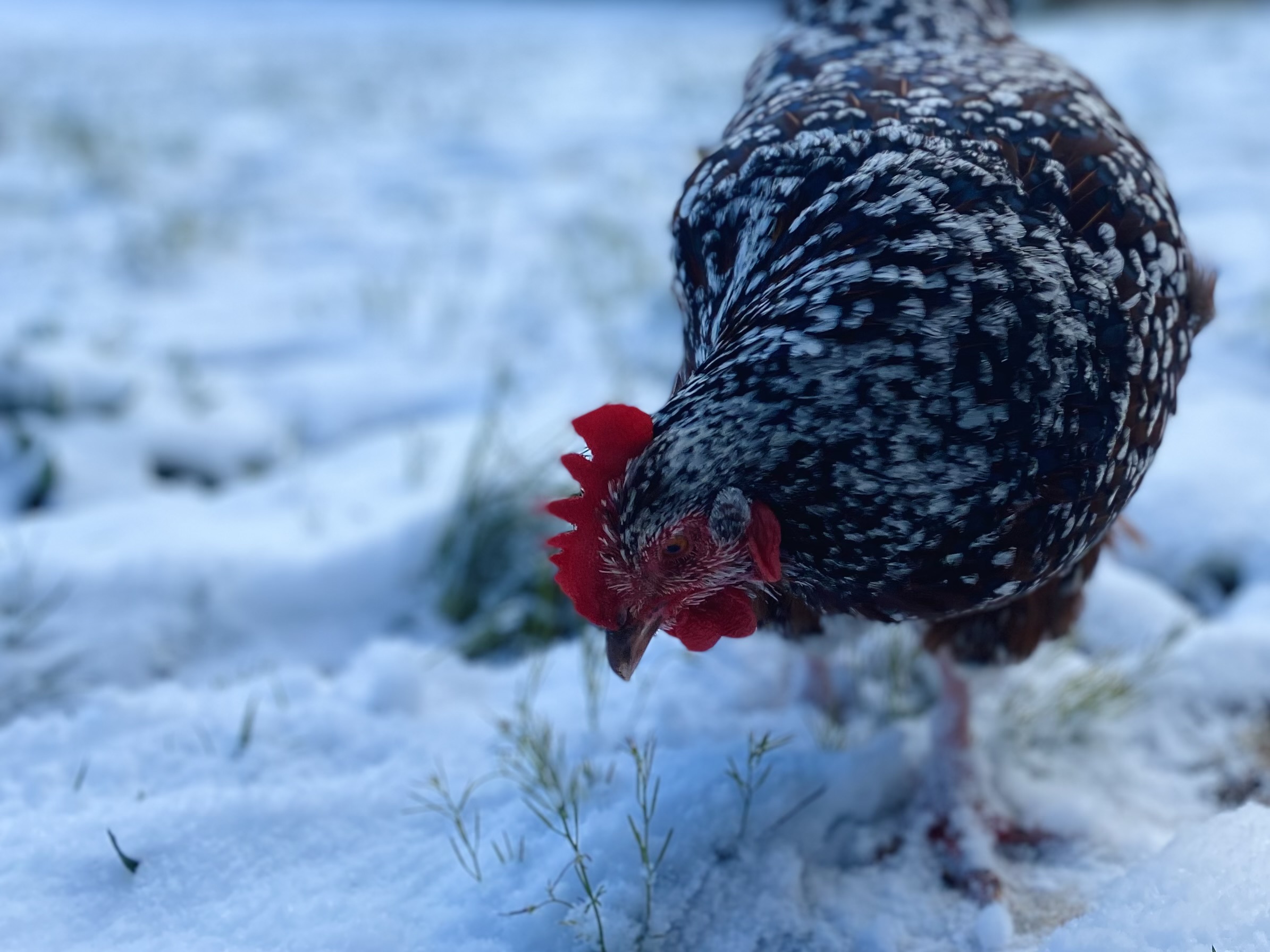 Joy in the Snow