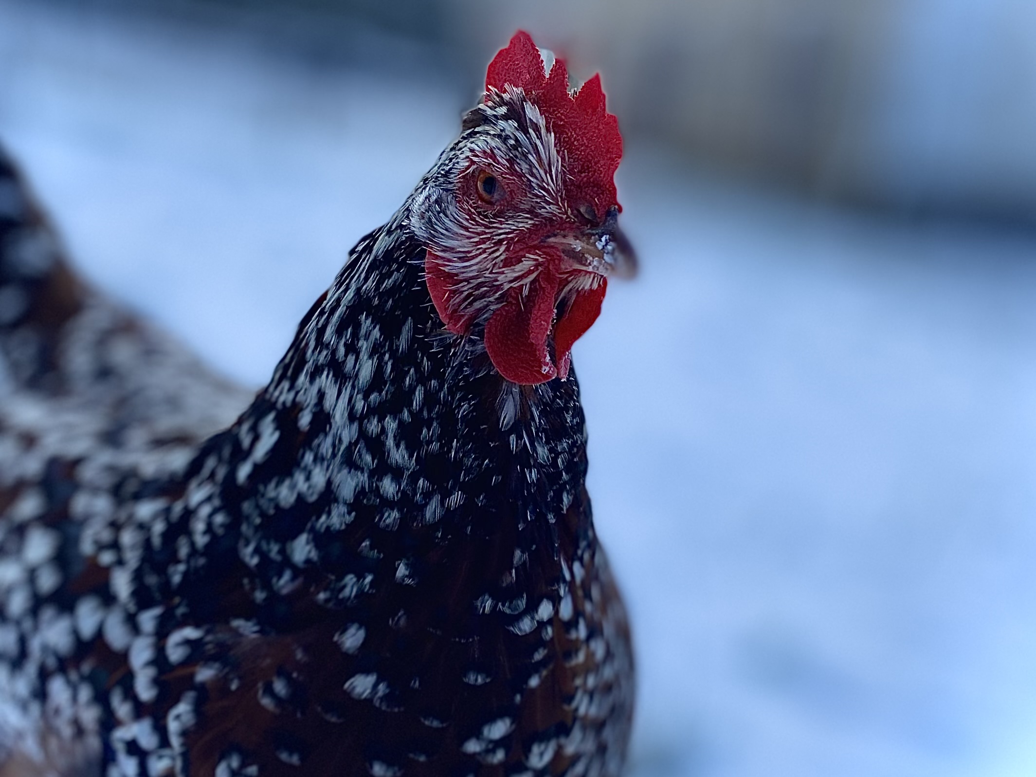 Joy poses in the snow
