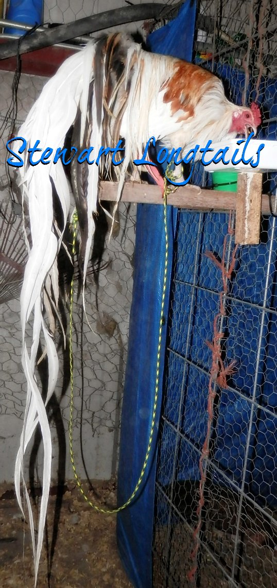 ****JPEG Compressor Copyright (C) 1991-1997 STOIK Software Ltd.****
