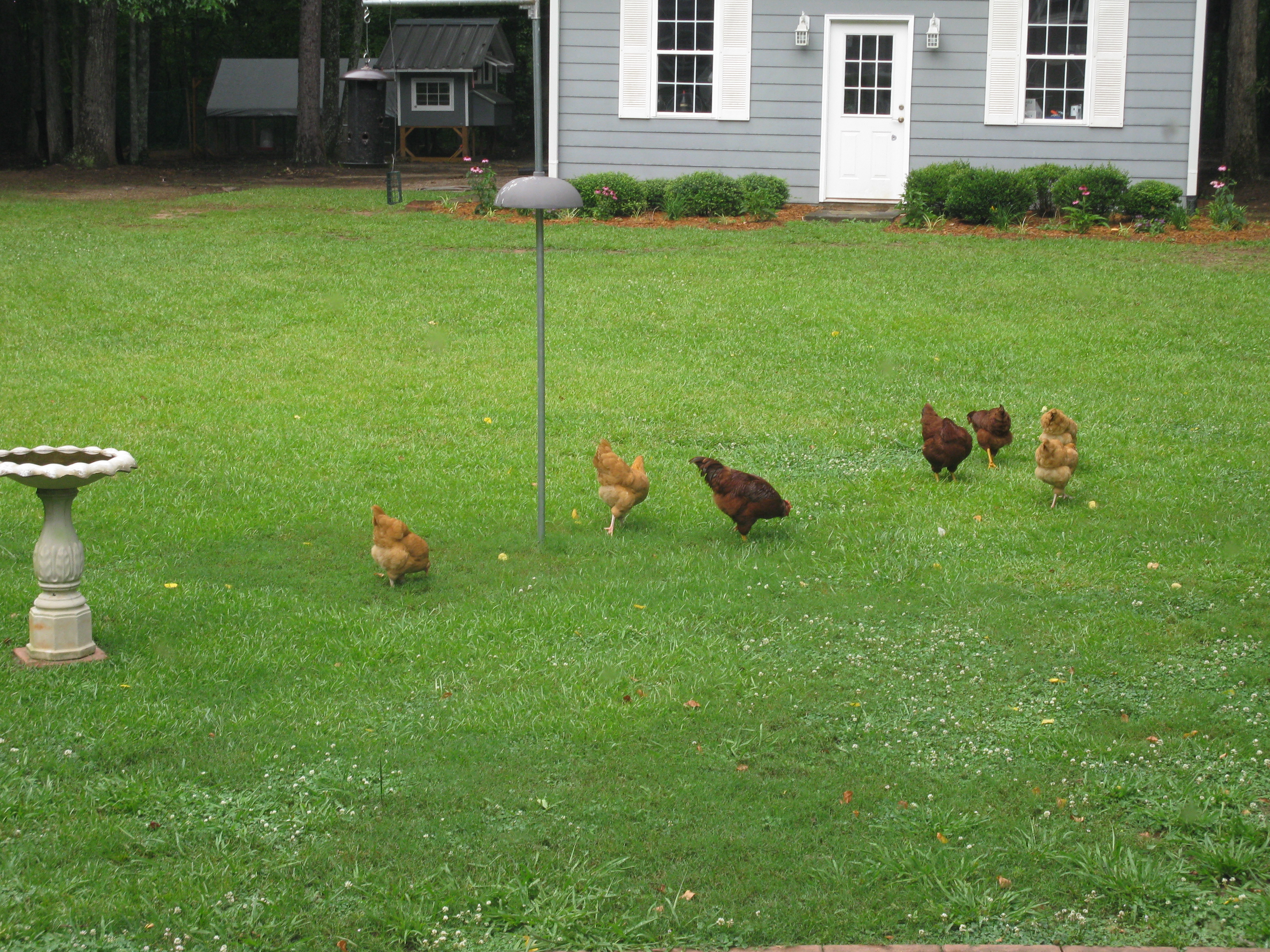 JT(rooster) and the girls foraging for left over sunflower seeds from the bird feeder.  I let them out every morning and they head back to the coop to roost when it starts getting dark.