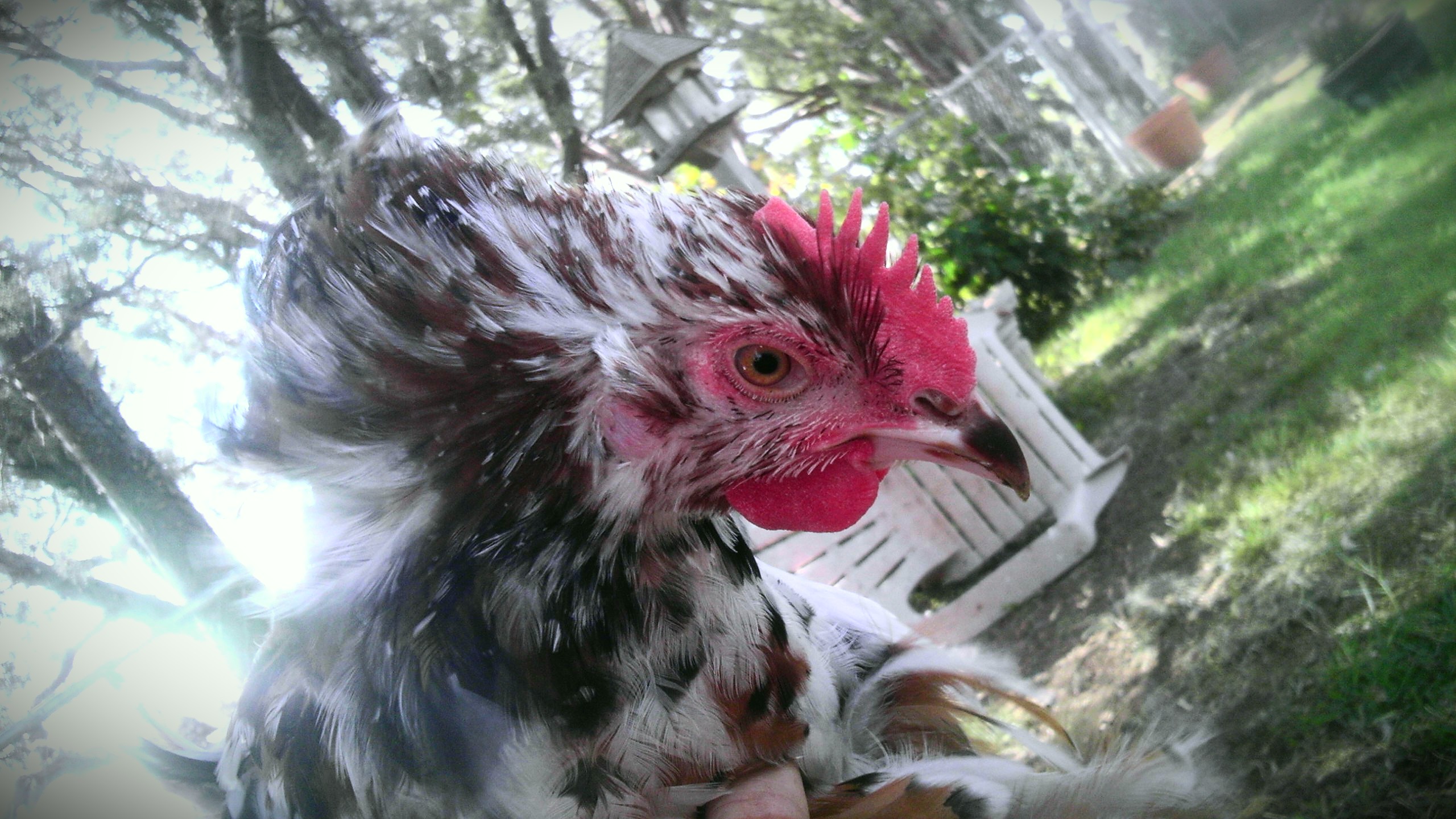 Jubi