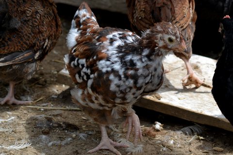 Jubilee orpington chick