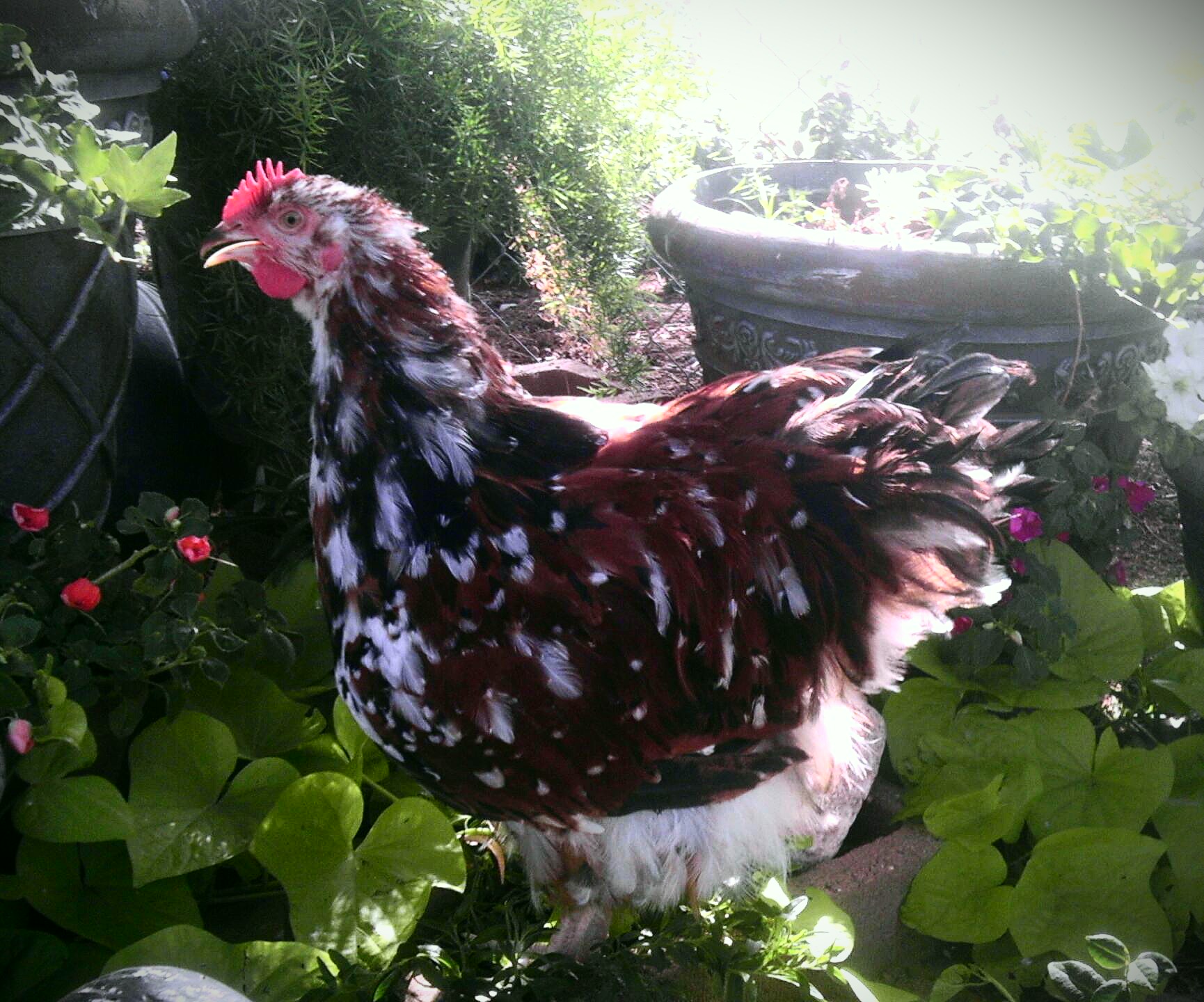 Jubilee Orpington Hen Jubi