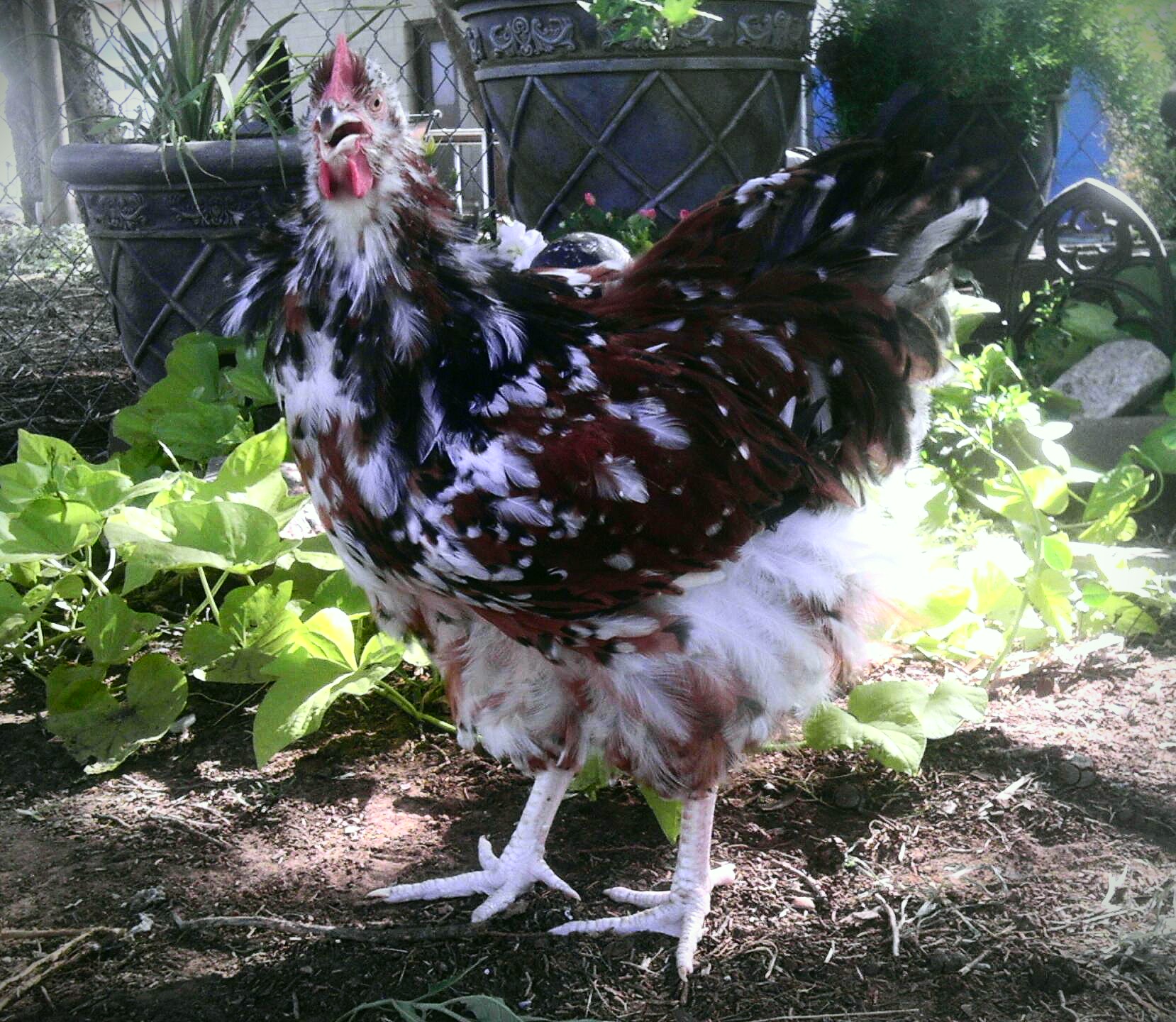 Jubilee Orpington Hen Jubi