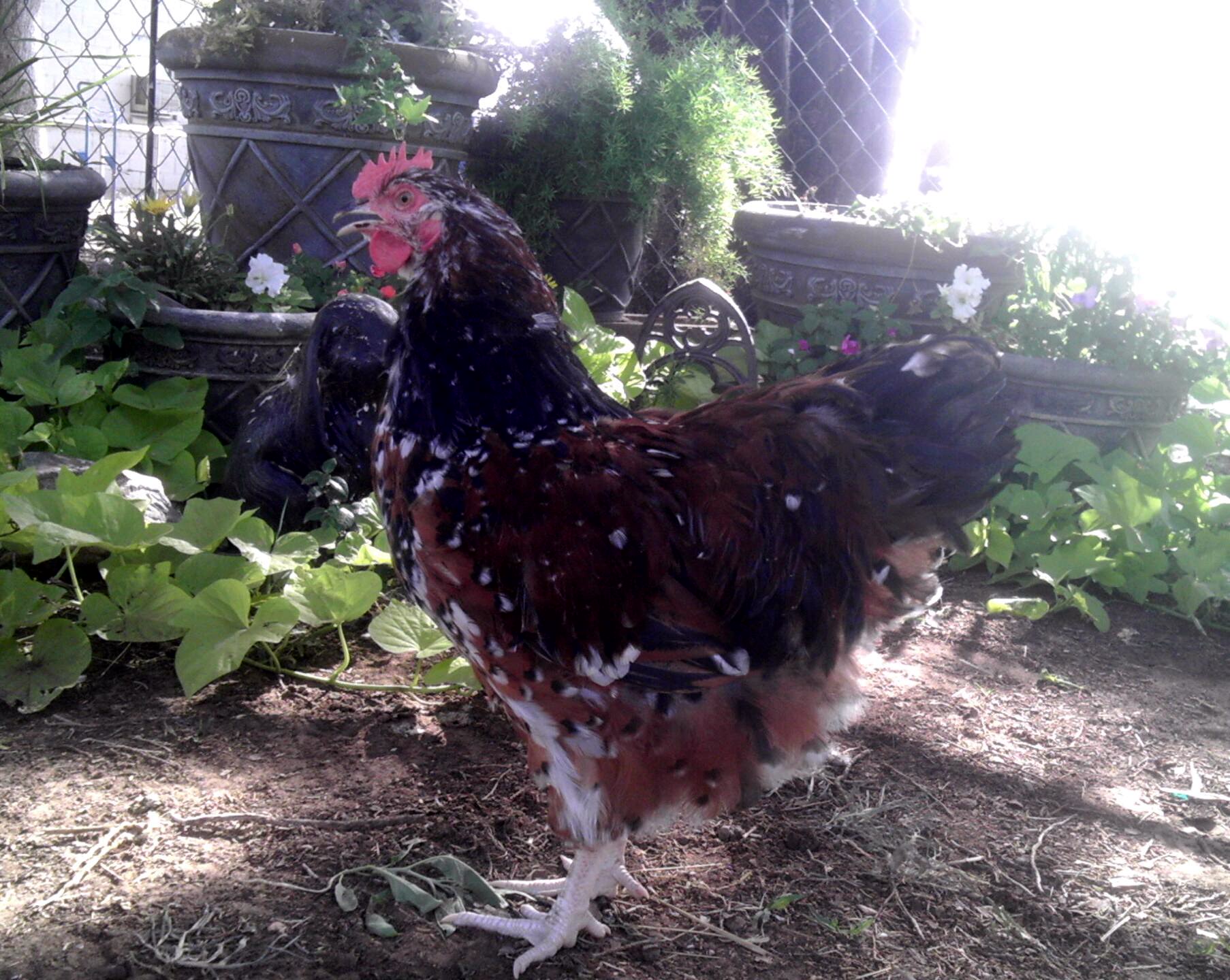 Jubilee Orpington Rooster, Lee