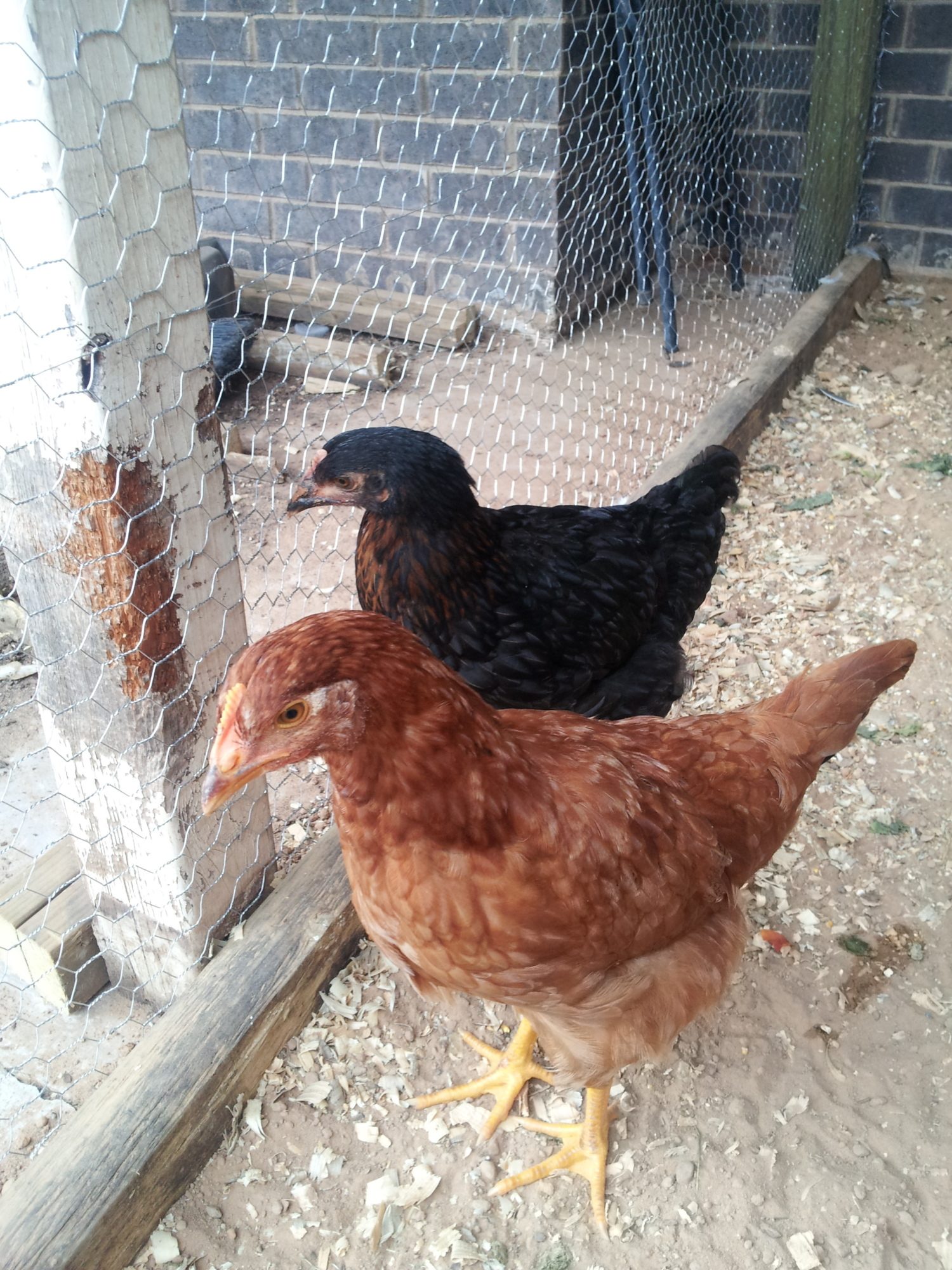 Judah and Jasmine (BSL & Production Red)
