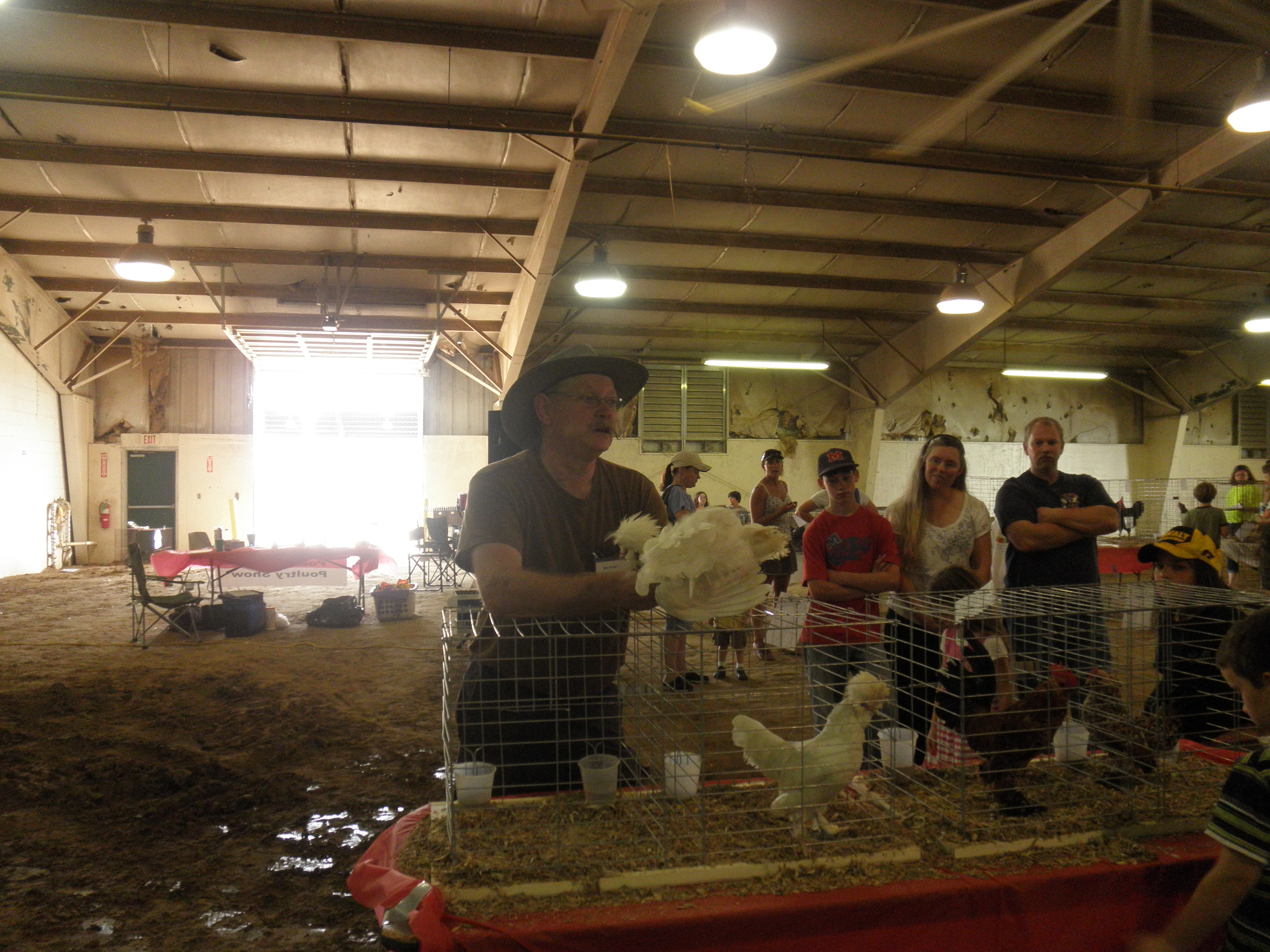 Judging a Sultan cockeral.