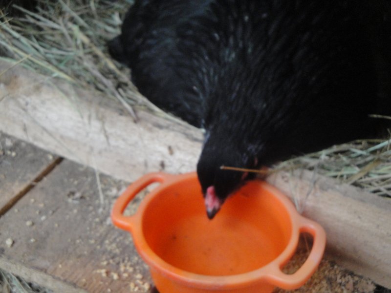 Judy the Broody gets a sip of water.