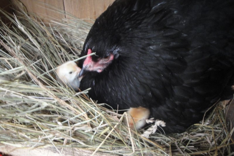 Judy the Broody with Johnny chicks. April 2013