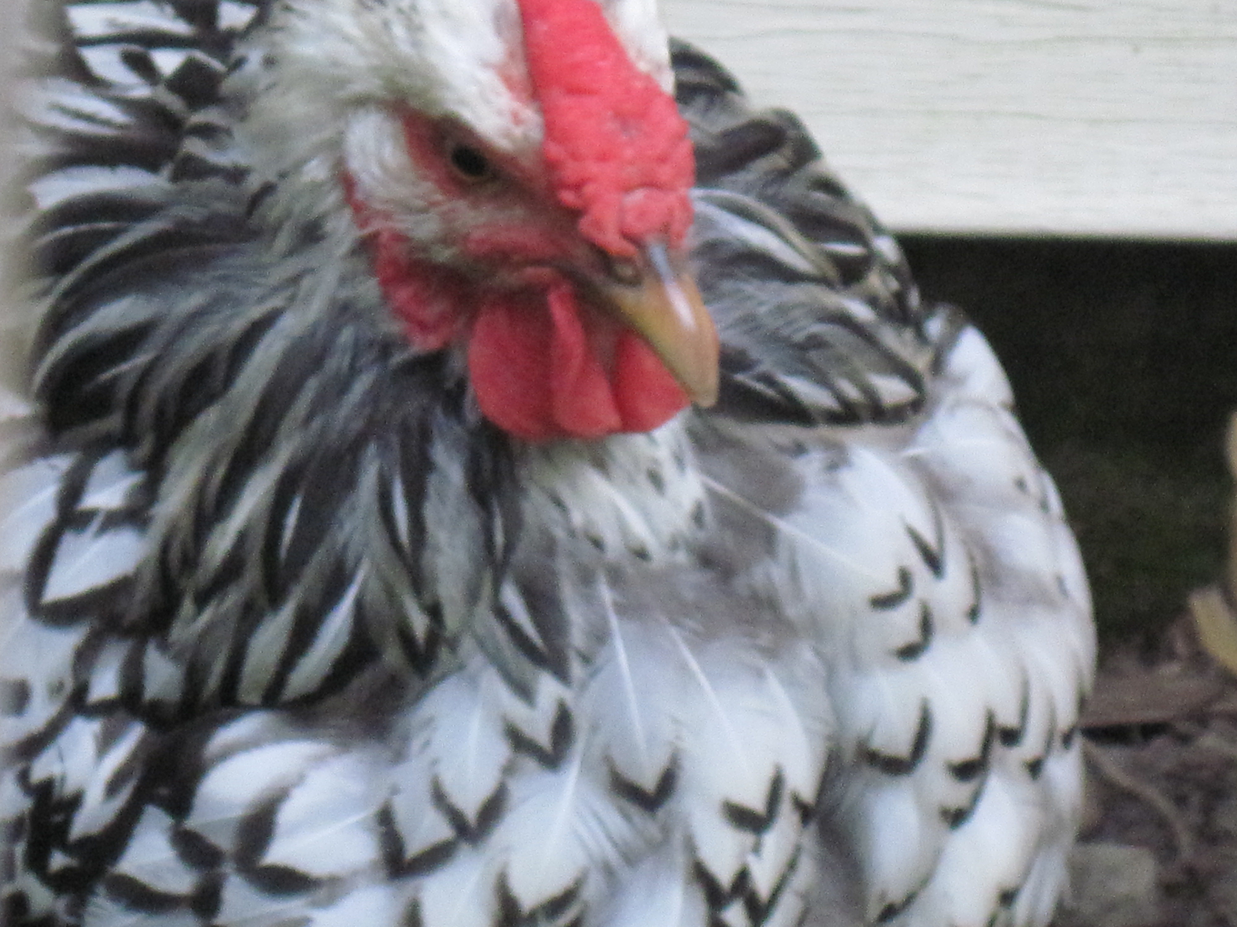 Juli in full molt!