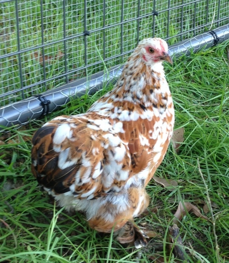 "Julia" Calico Cochin Bantam
