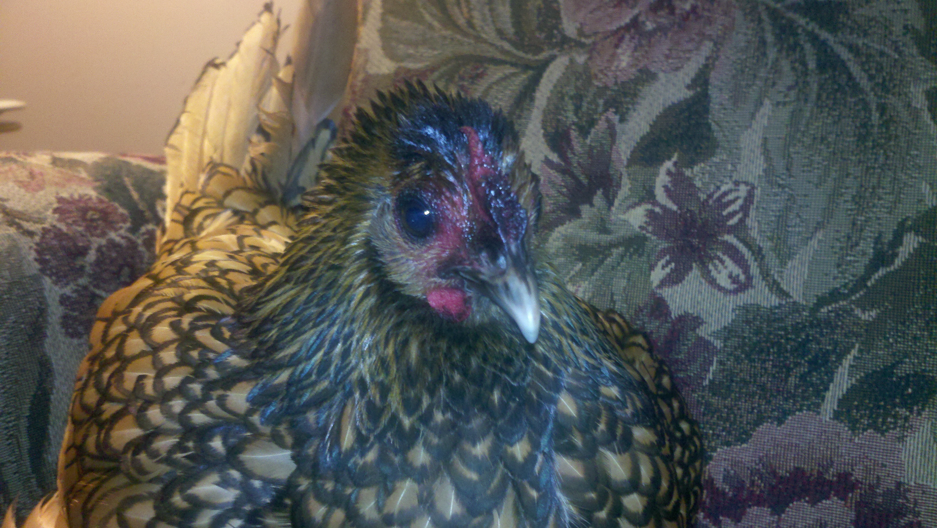 Juliet, our sebring (?) bannie whose rose comb is missing.  Not sure if her mate, Romeo, hurt her when doing his rooster duties, or our neighbors dog.  She isn't much and not sure if she is drinking.  She is in a nest in our attached garage.  This picture was taken in our home, in hopes perhaps someone out in backyard chickens can offer a miracle to us...  Sept 13, 2012