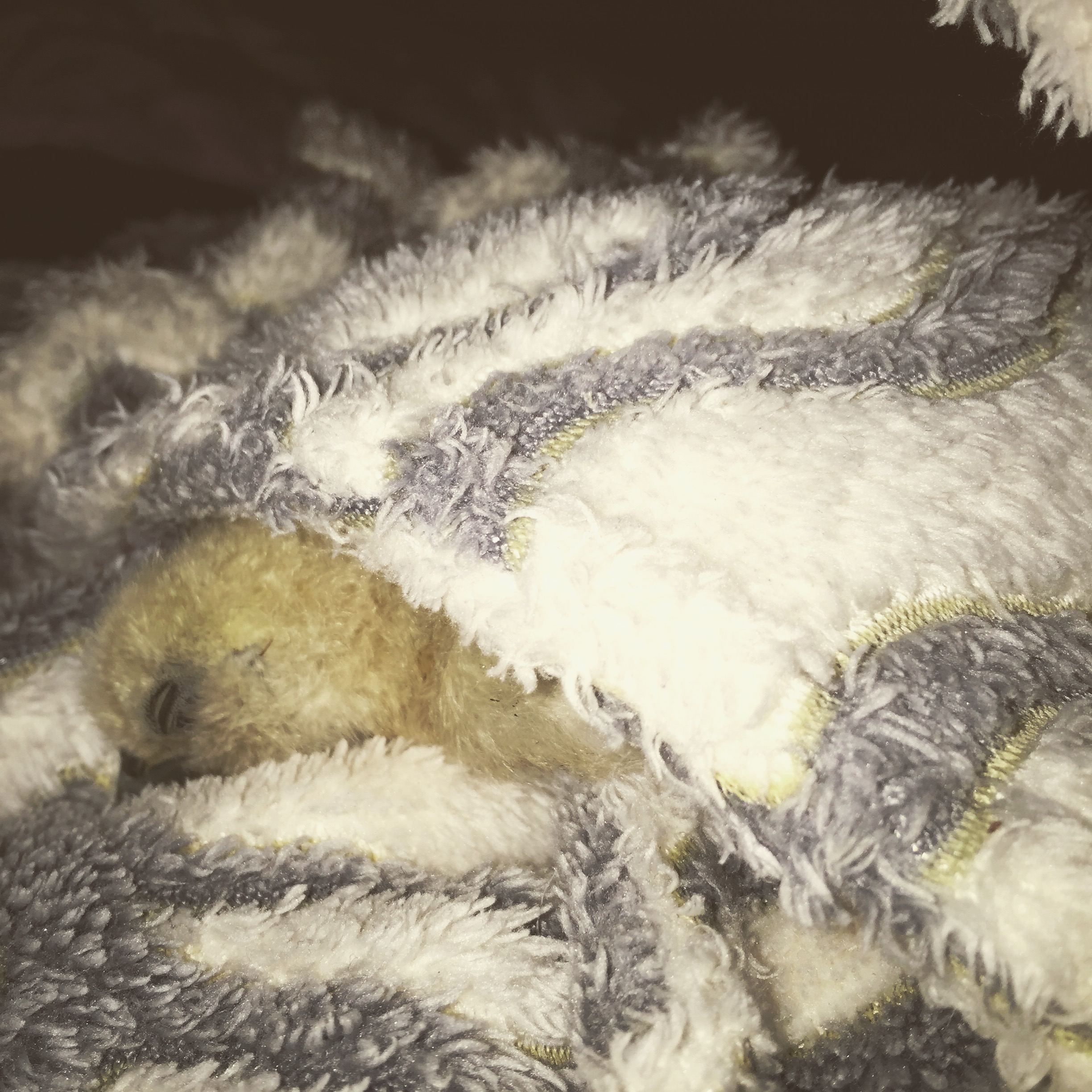 Juliet - Silkie - 3 weeks old