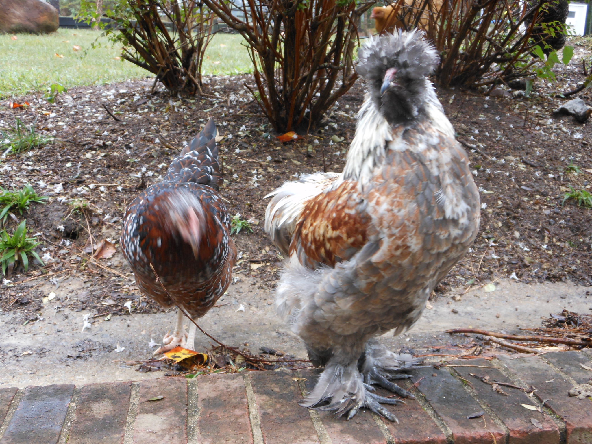 "Julio" my silkie ameraucana