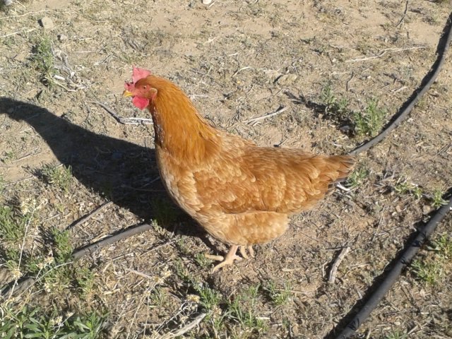 Julius