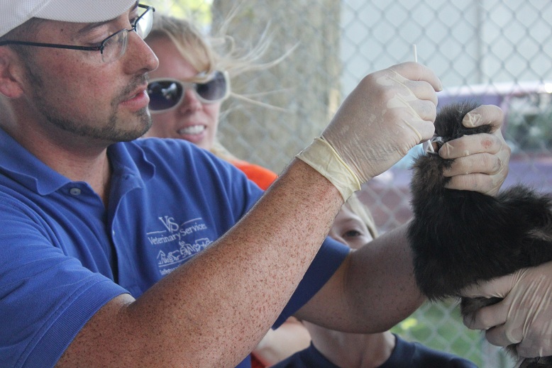 July 1, 2012  ---Pullorum/Typhoid testing