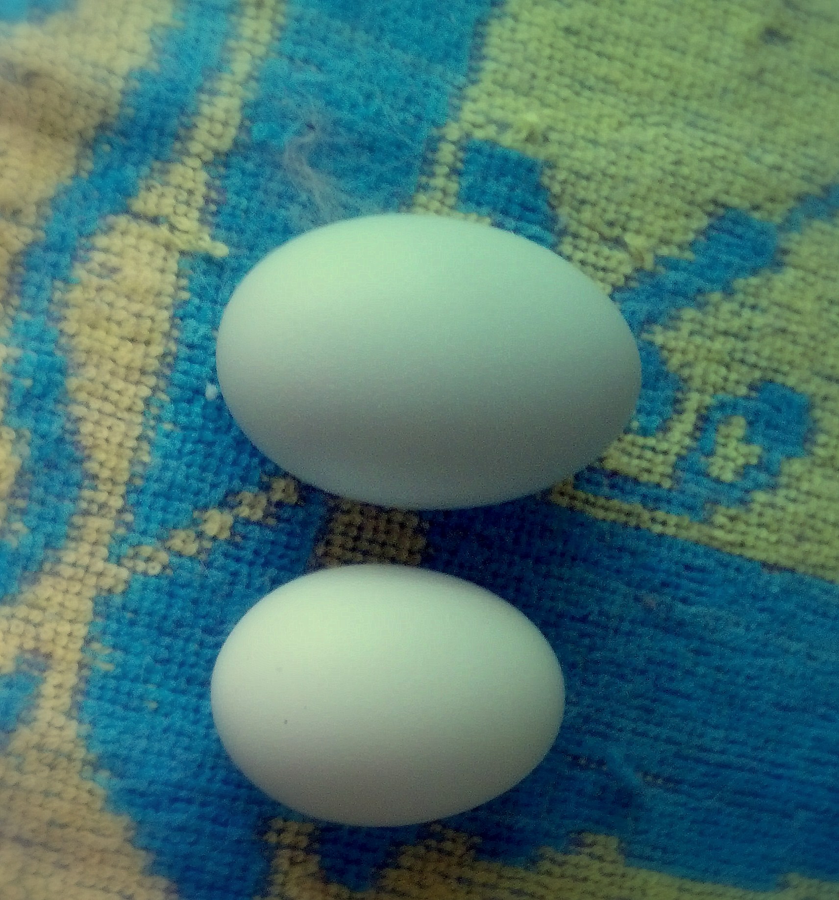 July 1, 2013 egg on the bottom; July 2, 2013 egg on top