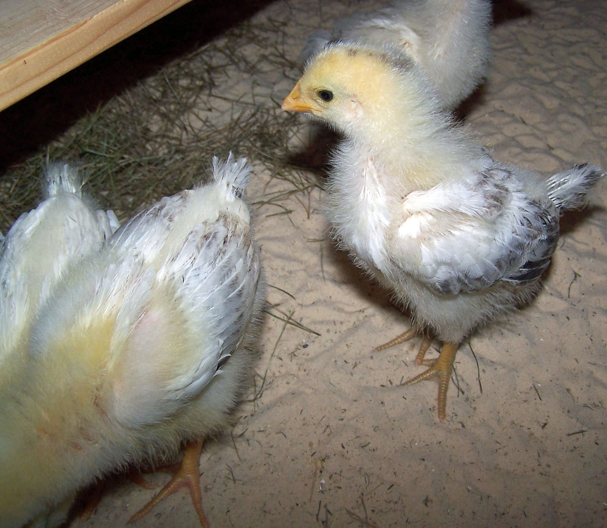 July 11, 2013   2 wks old 00