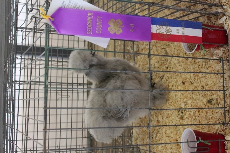 July 12th, 2012
Purple award for pullet (4 months)