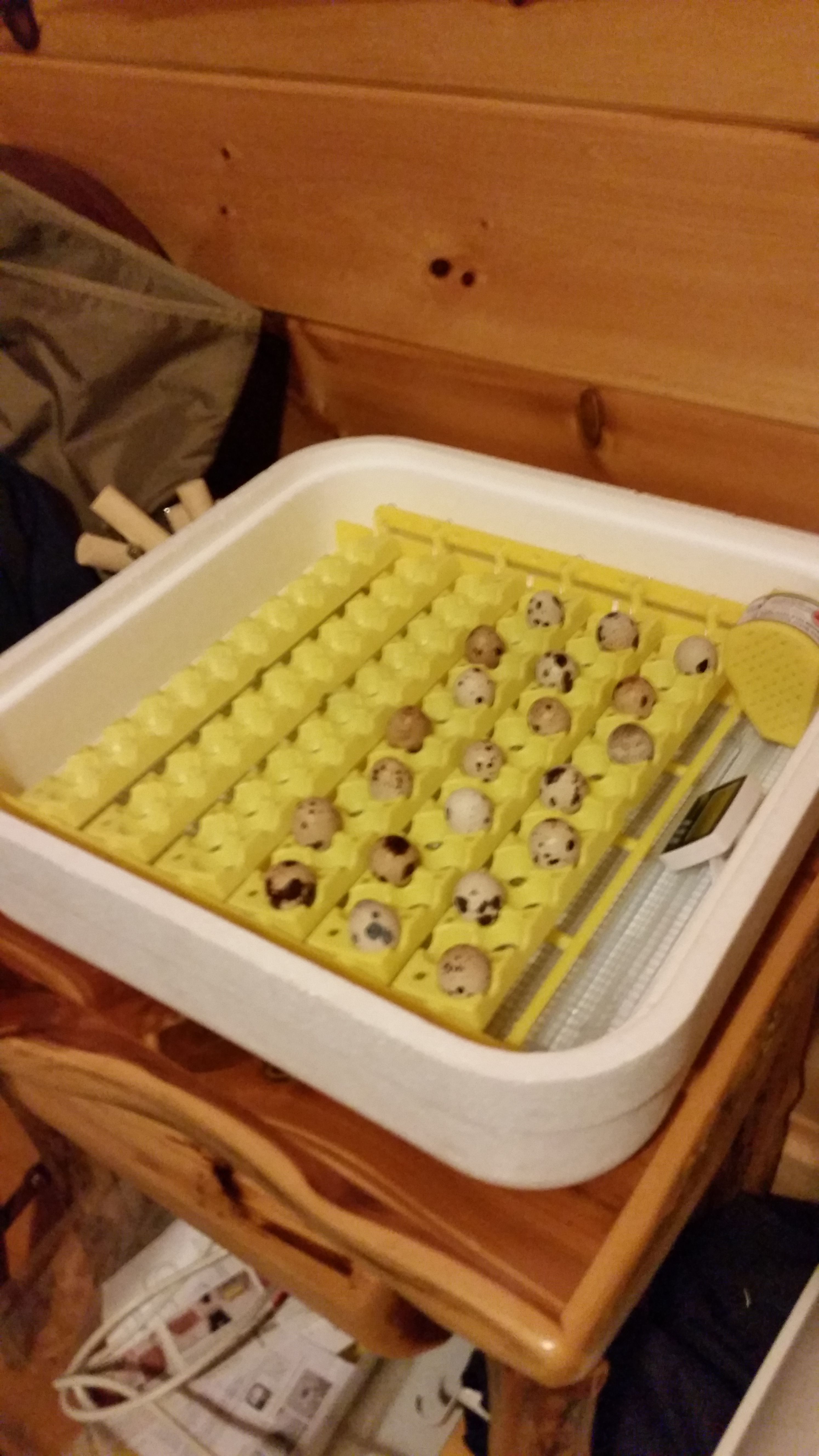 Jumbo coturnix quail eggs.  They do not fit properly in the quail egg automatic turner. 8 eggs were crushed whilst incubating