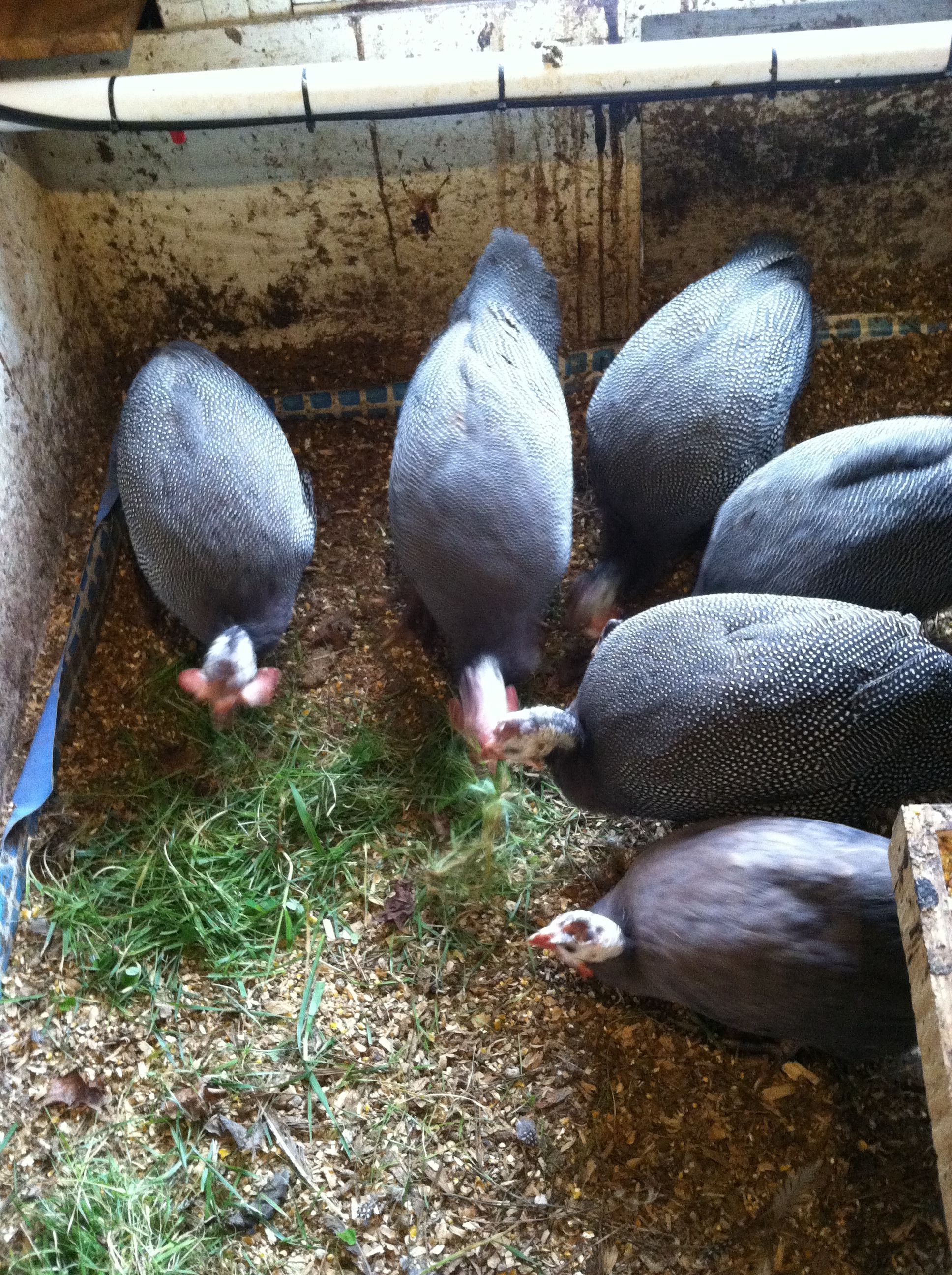 Jumbo/French Guineas with a Violet Guinea in front for comparison.