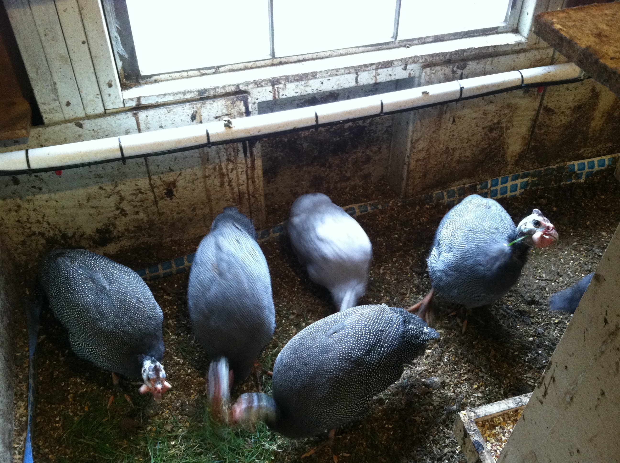 Jumbo/French Guineas with light colored "regular" guinea for comparison.