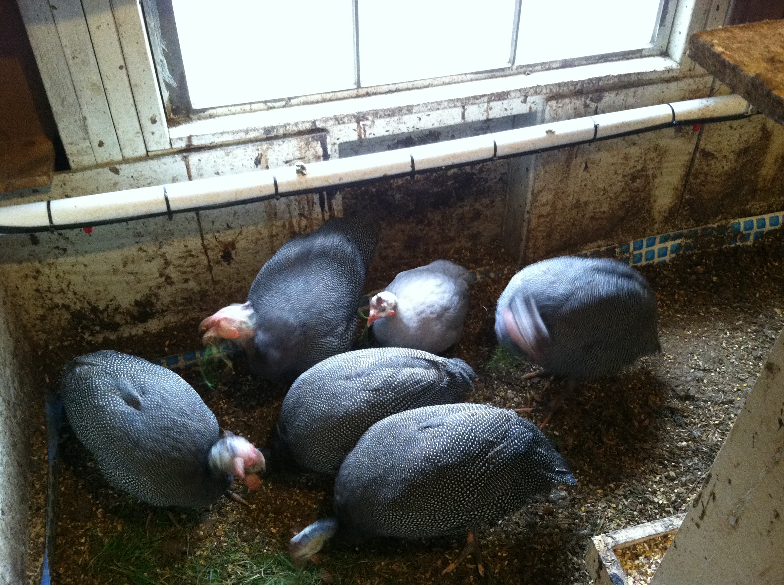 Jumbo/French Guineas with light colored Violet Guinea for size comparison.