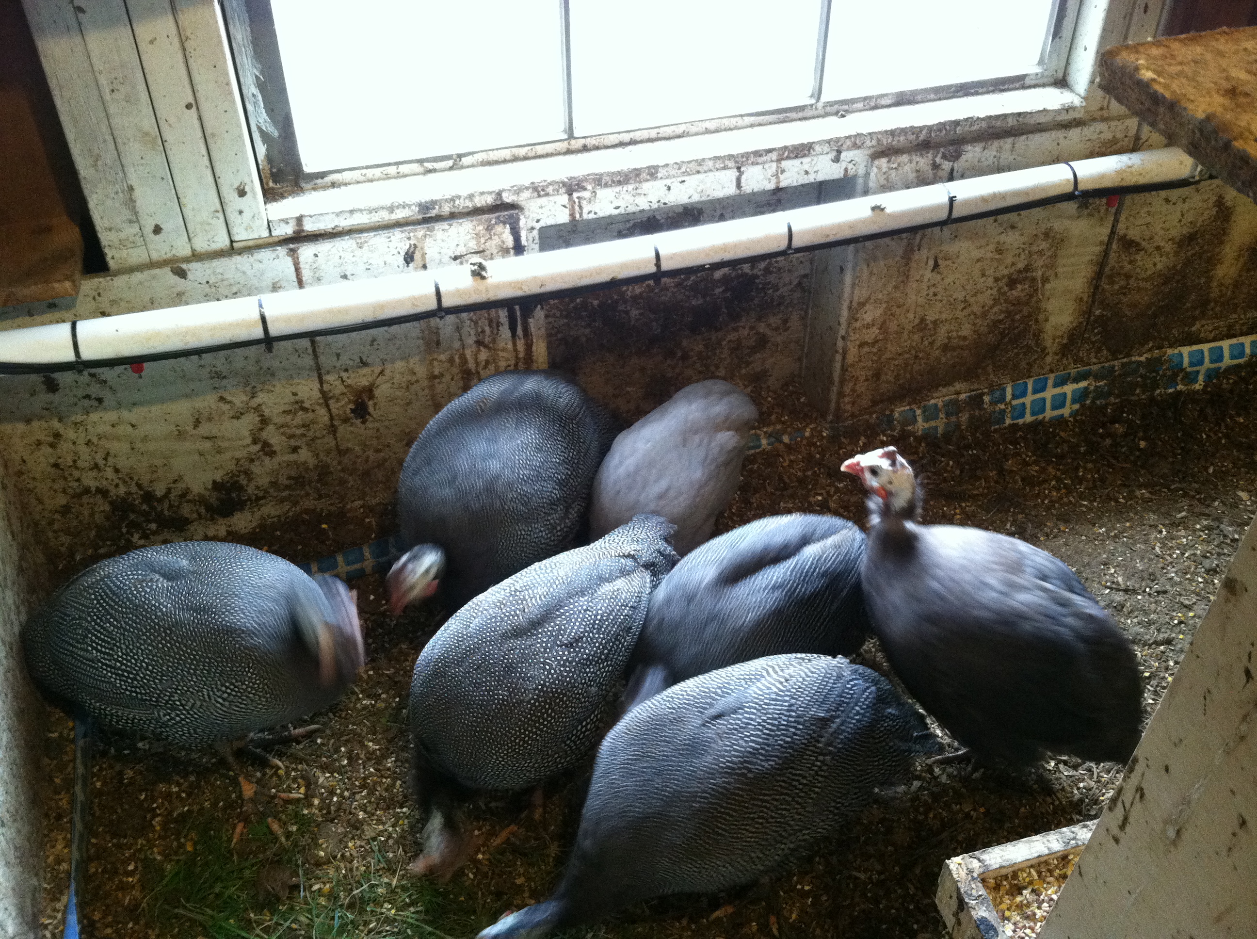 Jumbo/French Guineas with light colored Violet in back (blurry) and regular colored Violet Guinea to right.