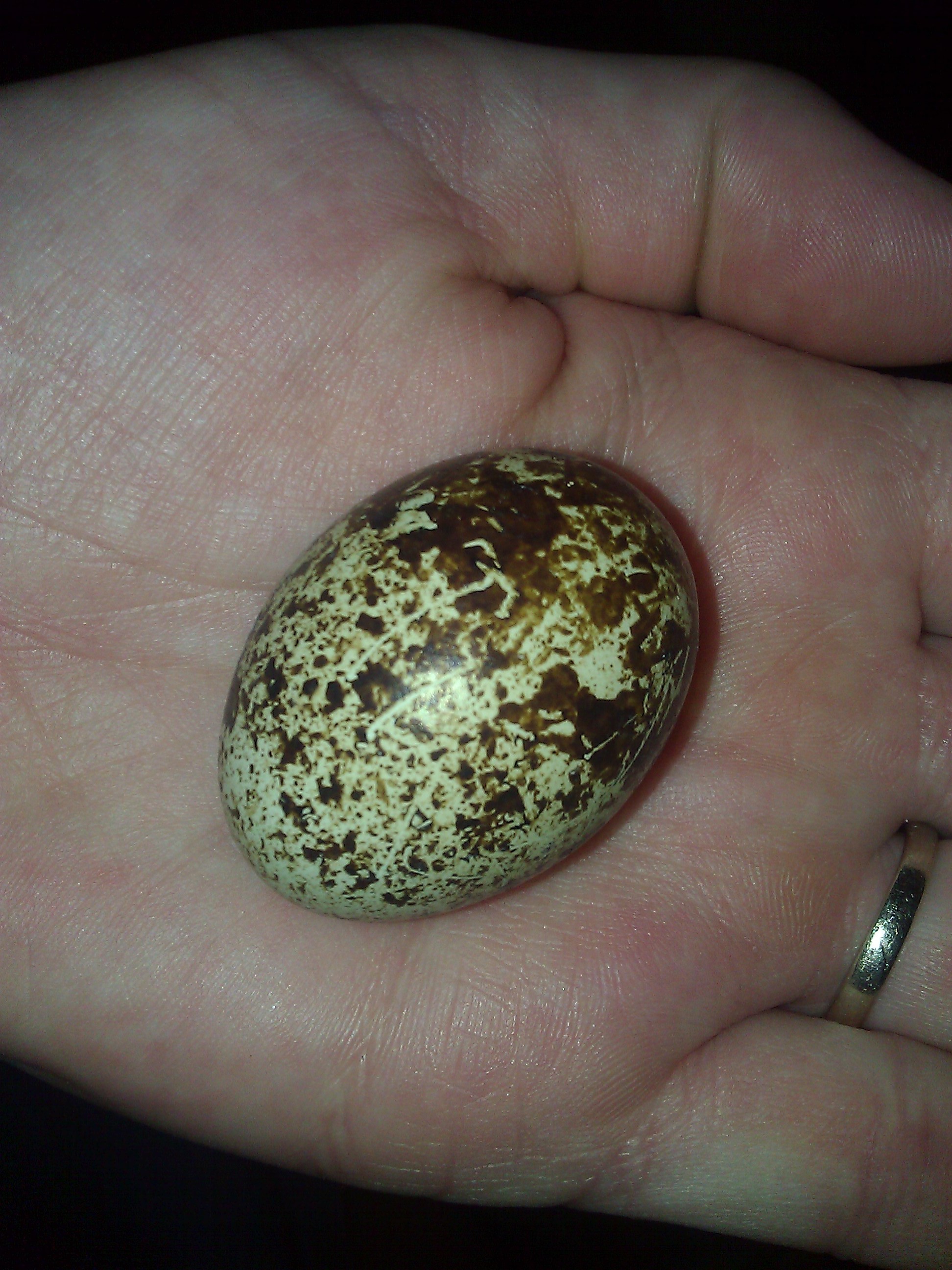 Jumbo Jumbo Quail egg ^o^ it was a double yoked egg, and I've gotten 4 so far ^o^
