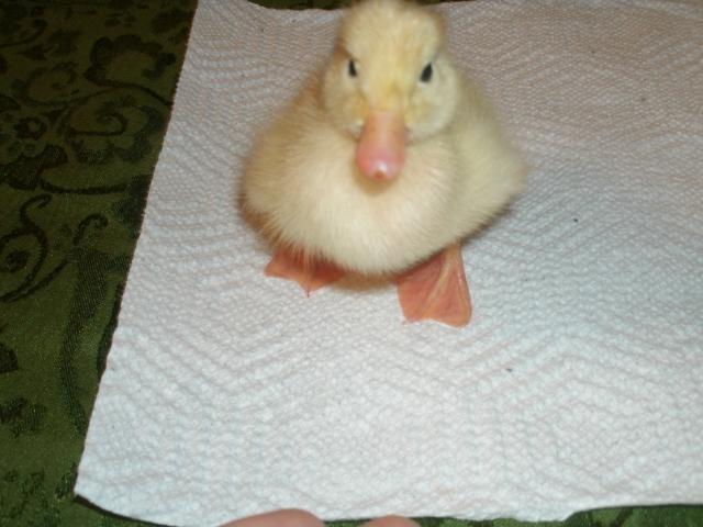 Jumbo Pekin duckling hatched 2011