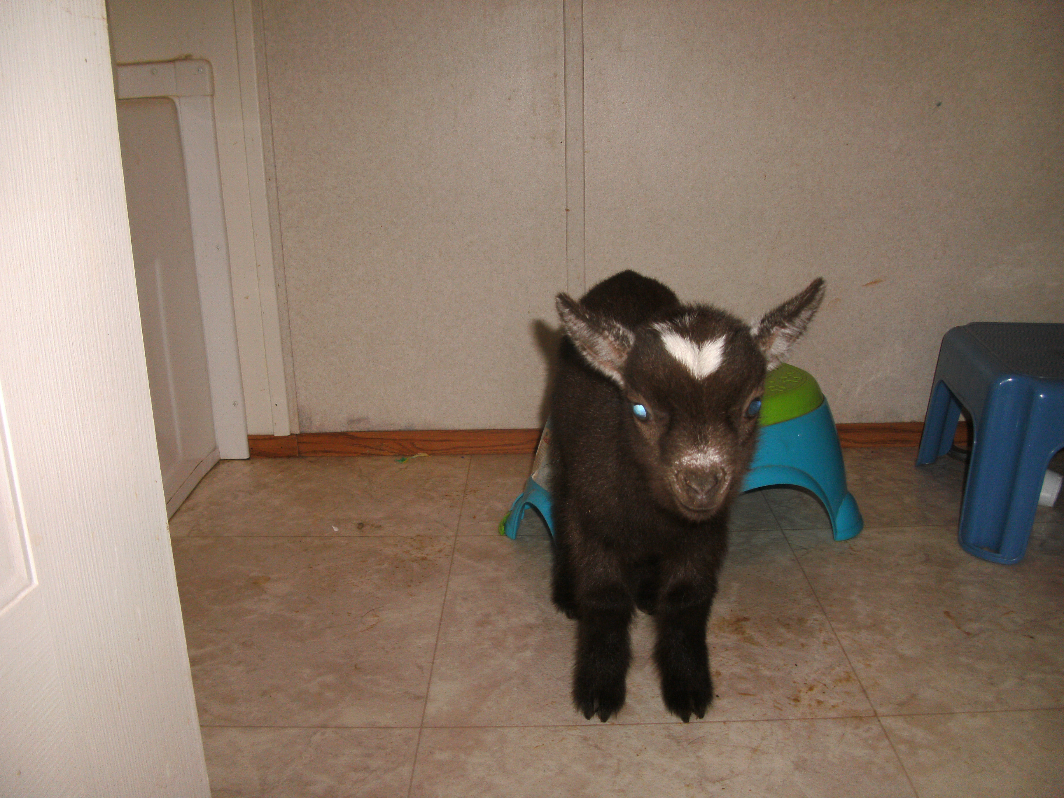 Jumping Jacks--Nigerian Dwarf