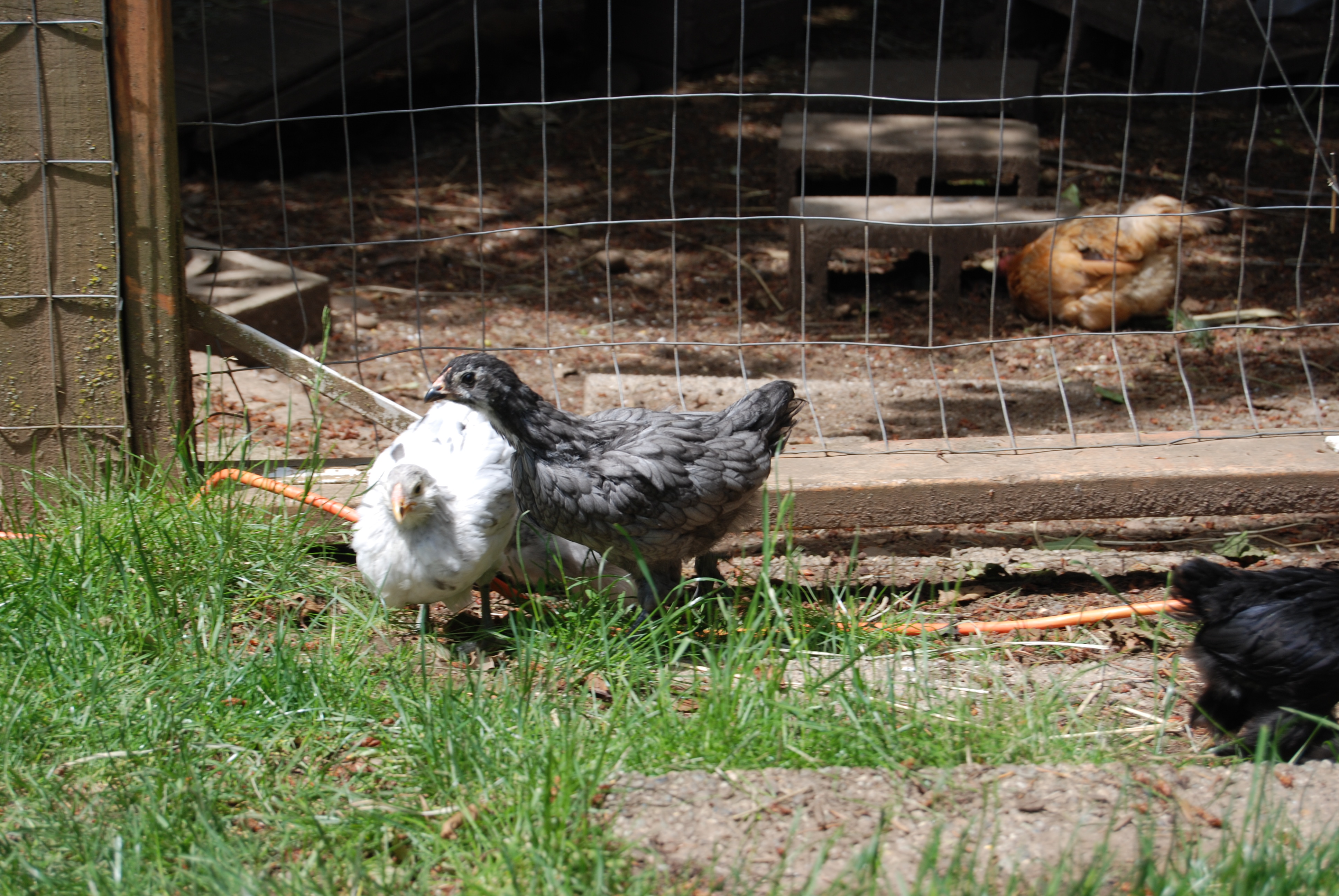 June 10th Sunshine (left) Twilight middle, Katarra right