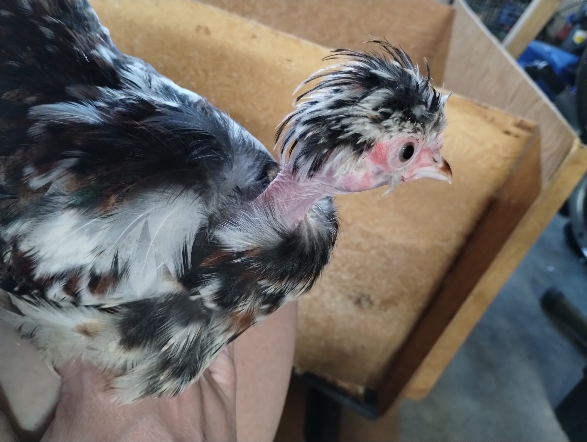 June 19, 2025 - First Two, First Day at New Home
