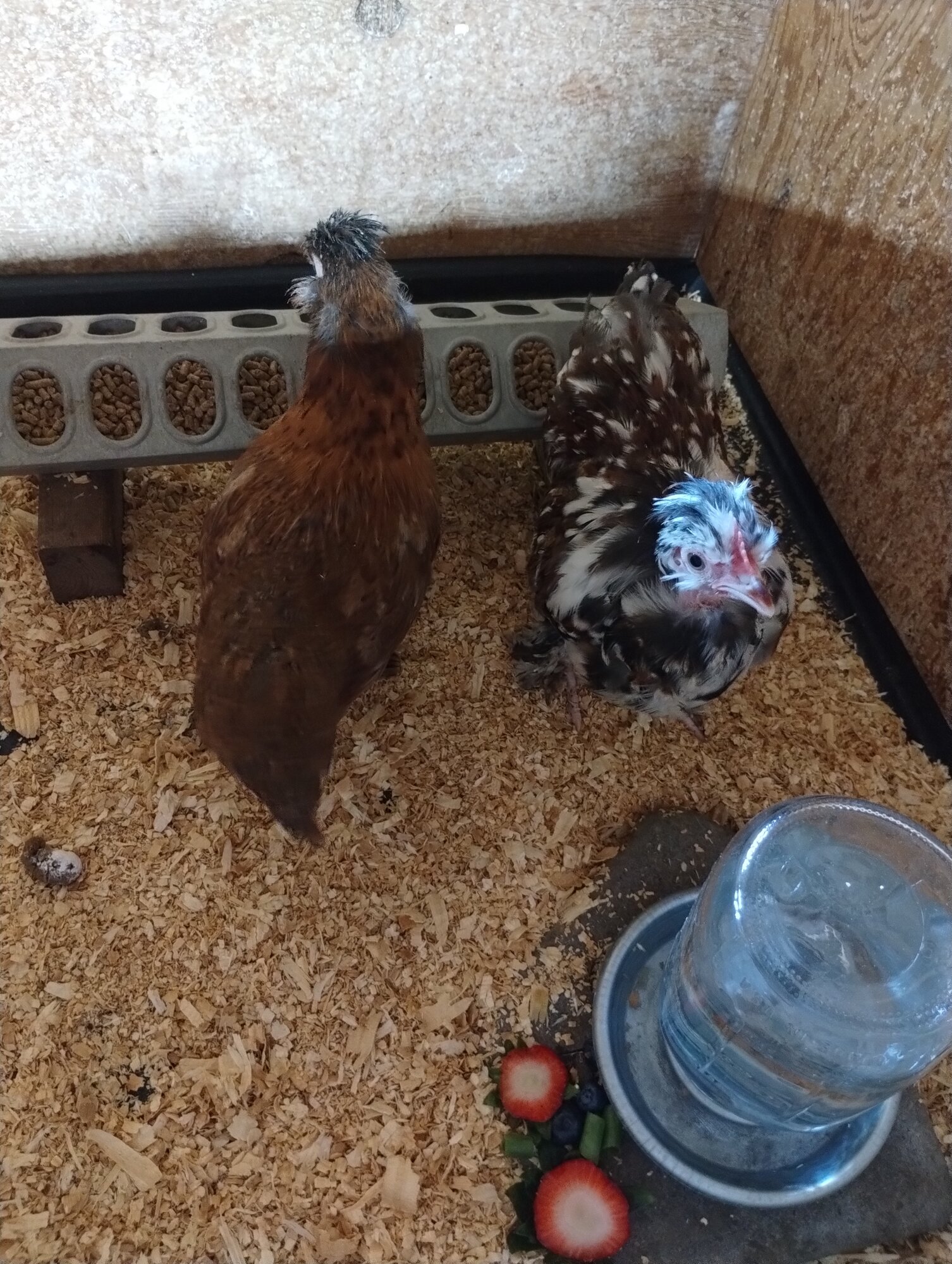 June 19, 2025 - First Two, First Day at New Home