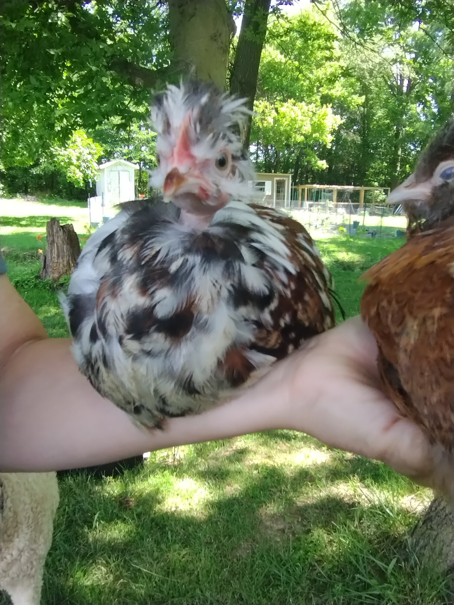 June 19, 2025 - First Two, First Day at New Home