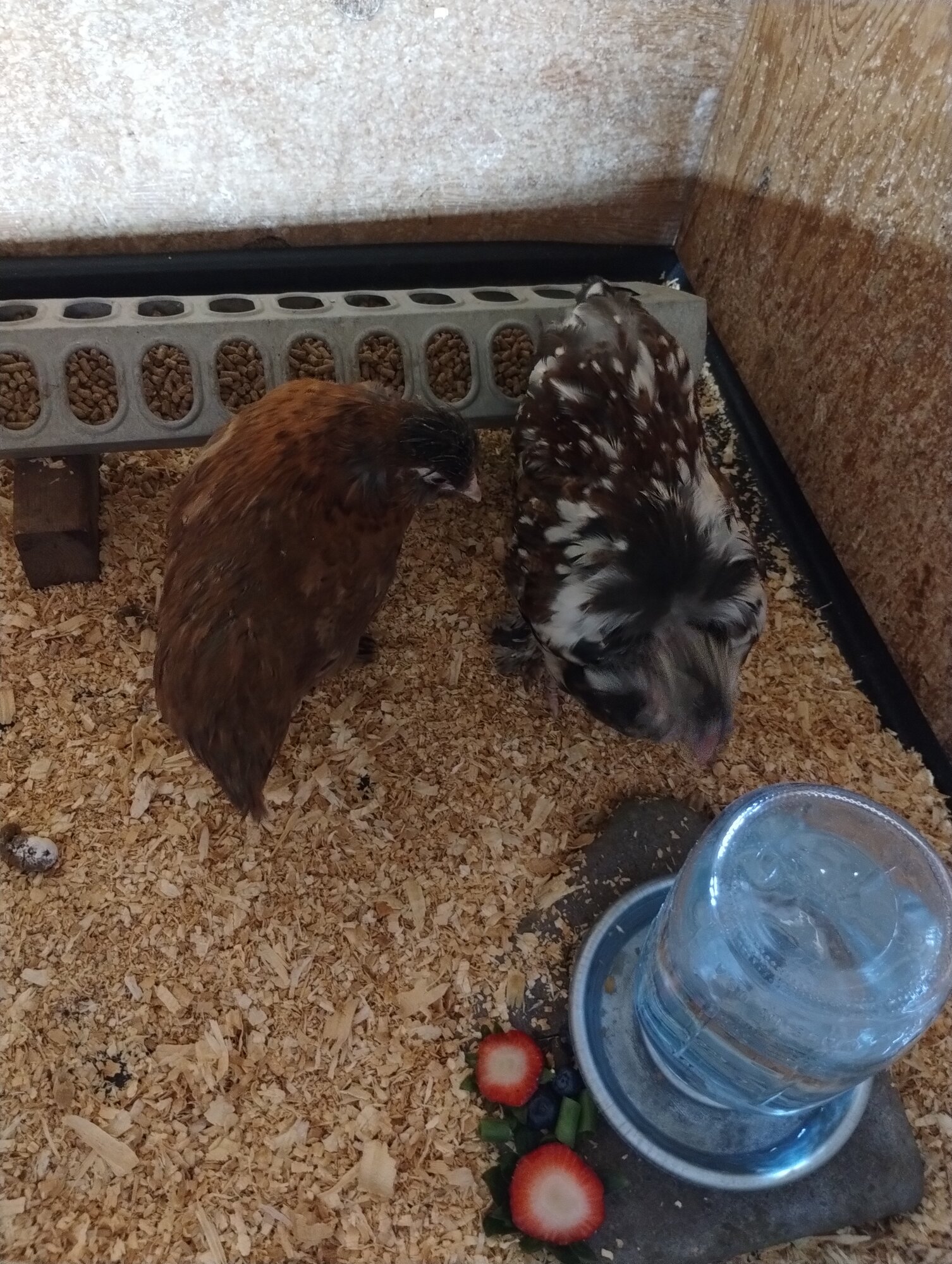 June 19, 2025 - First Two, First Day at New Home