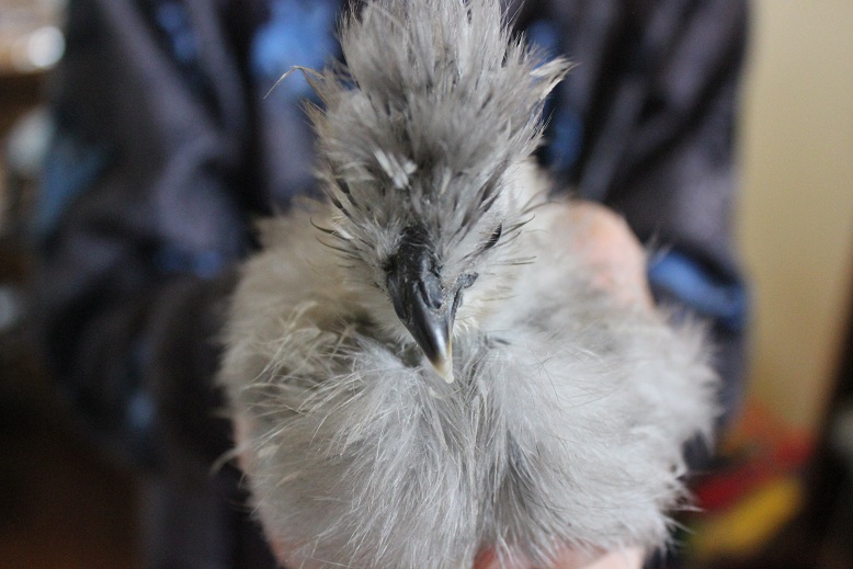 June 21-- beak issues!
5 weeks old