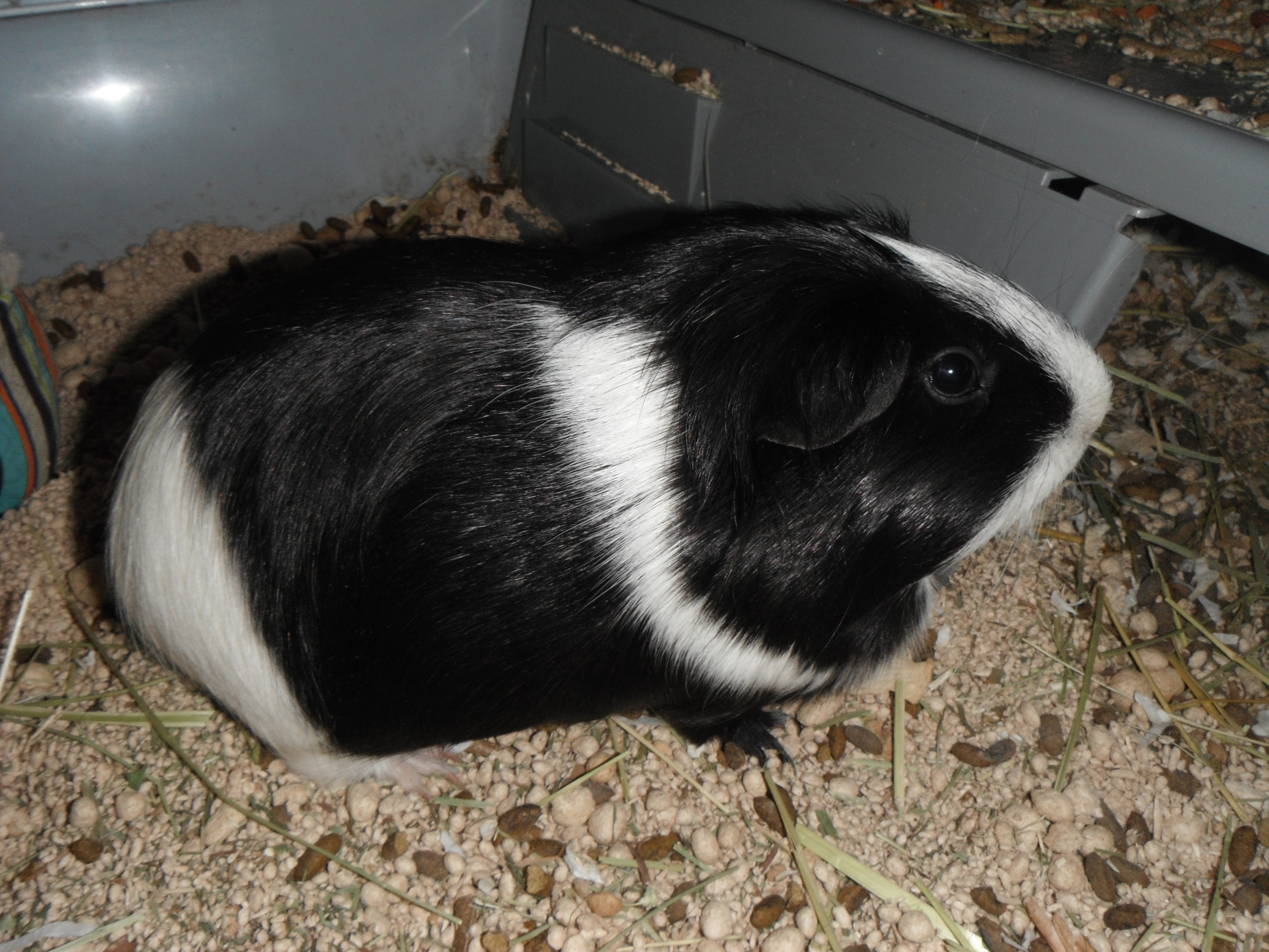 June Bug! Getting irritated with the photographer!