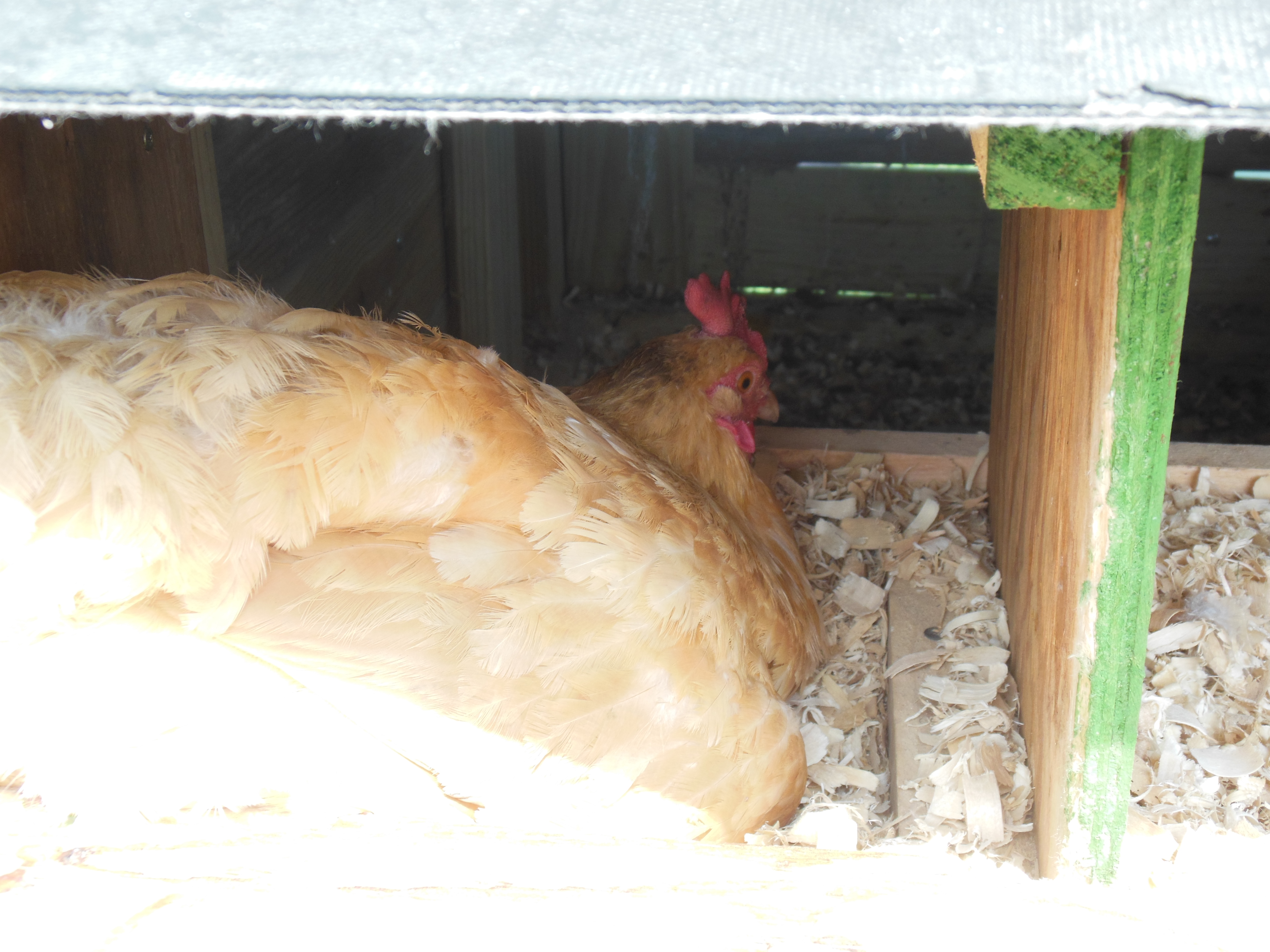 June is in the box, hopfully laing an egg!!!!!!!!!!!!!!:)