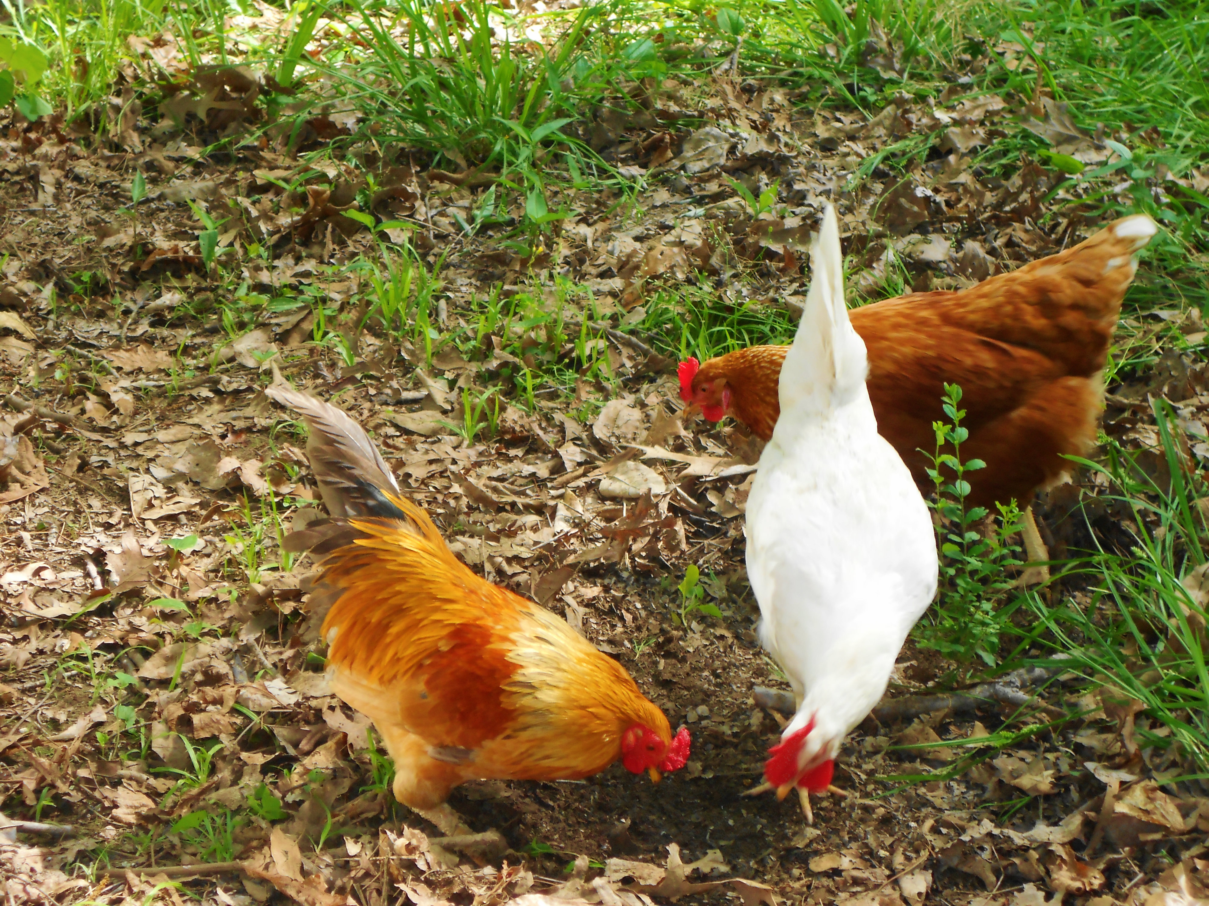 June, Louise & Ruby (June is the lil rooster w/ the blue tail feathers, he is a mix bantam) (Louise- is the white one, she is a leghorn) ( Ruby- is the red one and she is Buff)