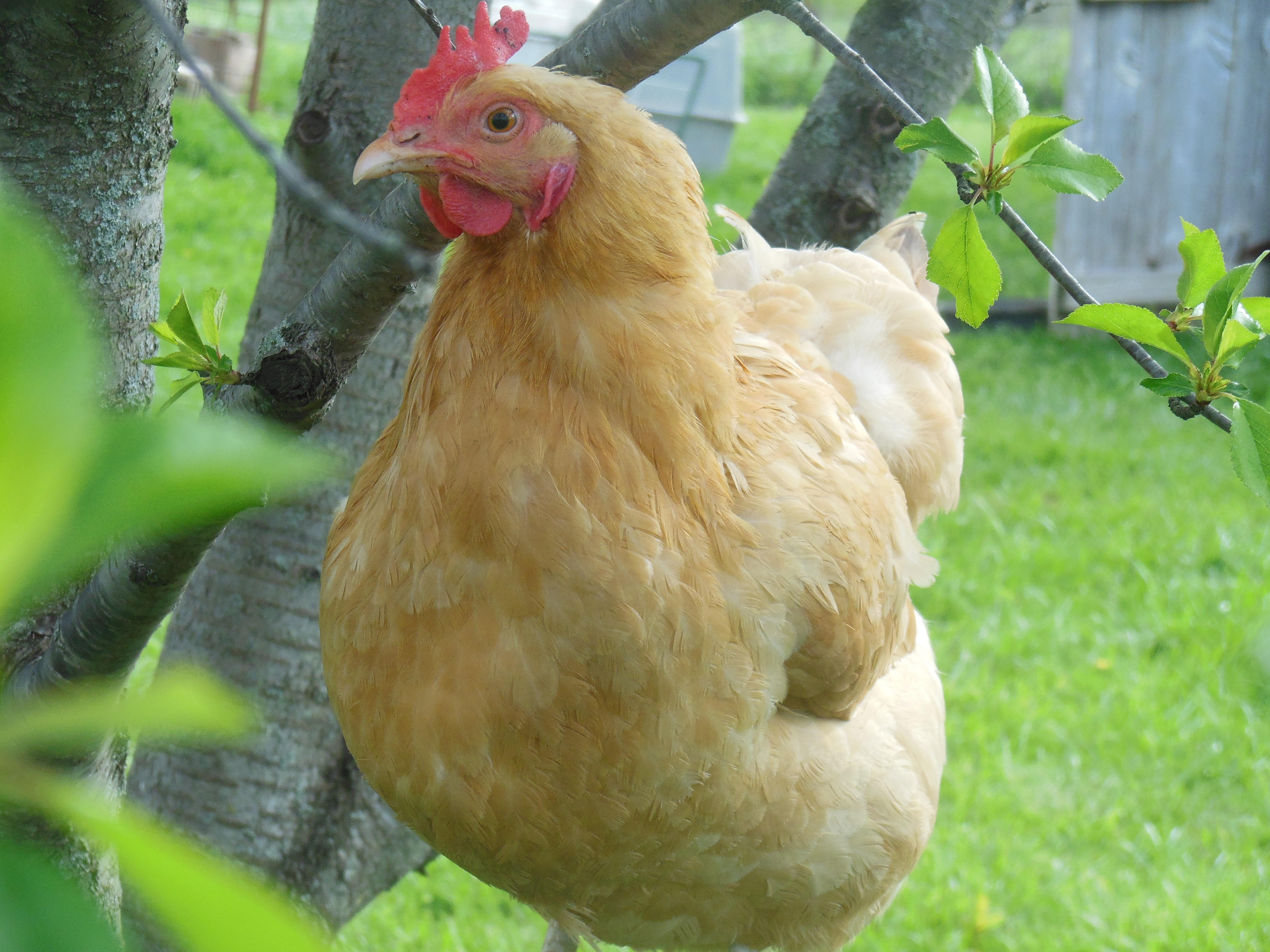 June, one of my Buff Orpingtons