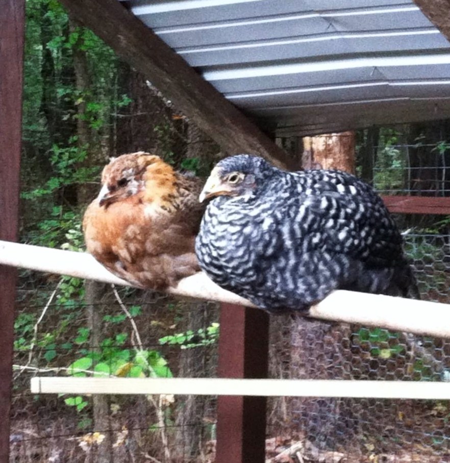 Junebug and Dottie.. They're such puff balls!