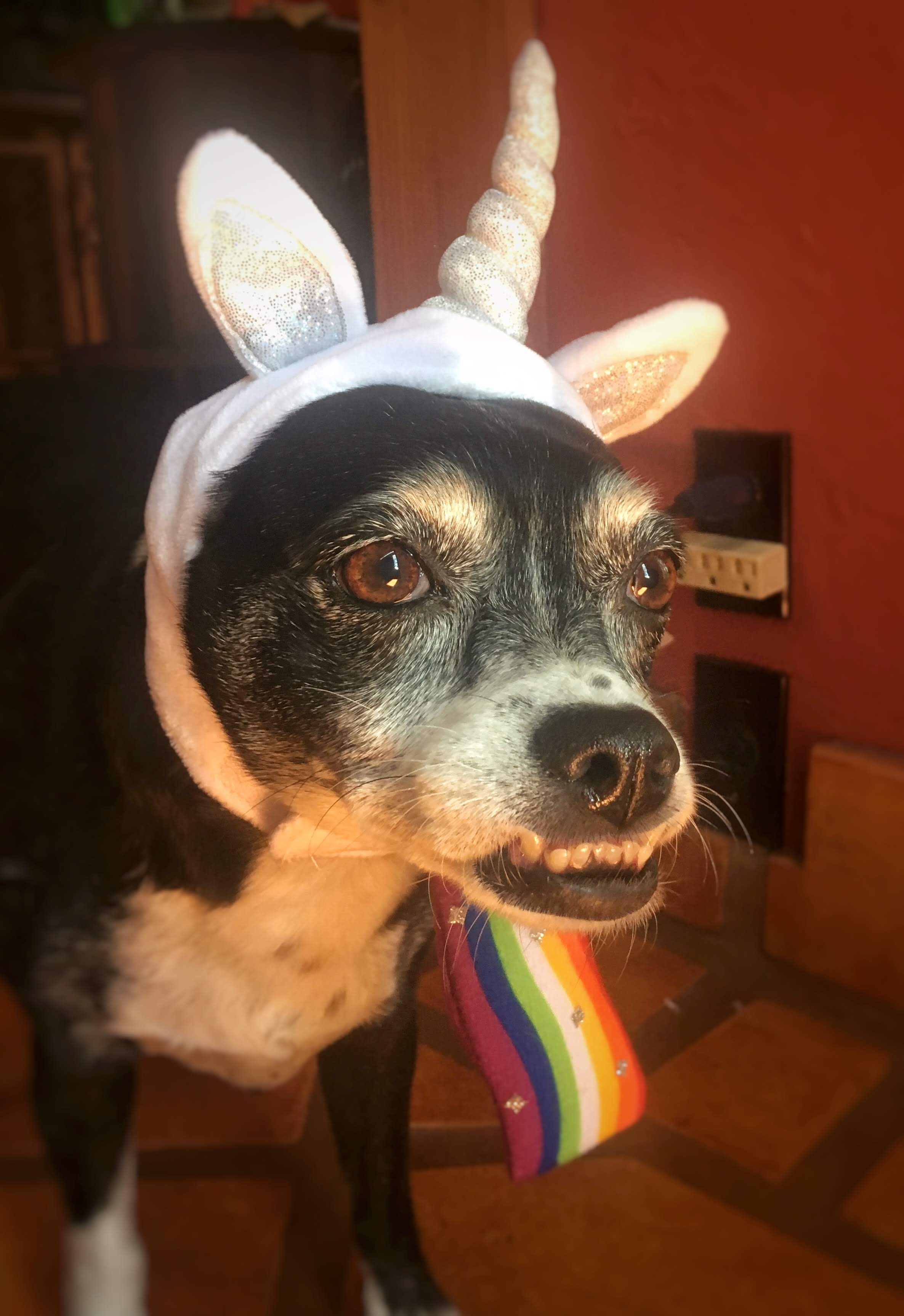 JuneBug In Unicorn Hat.
