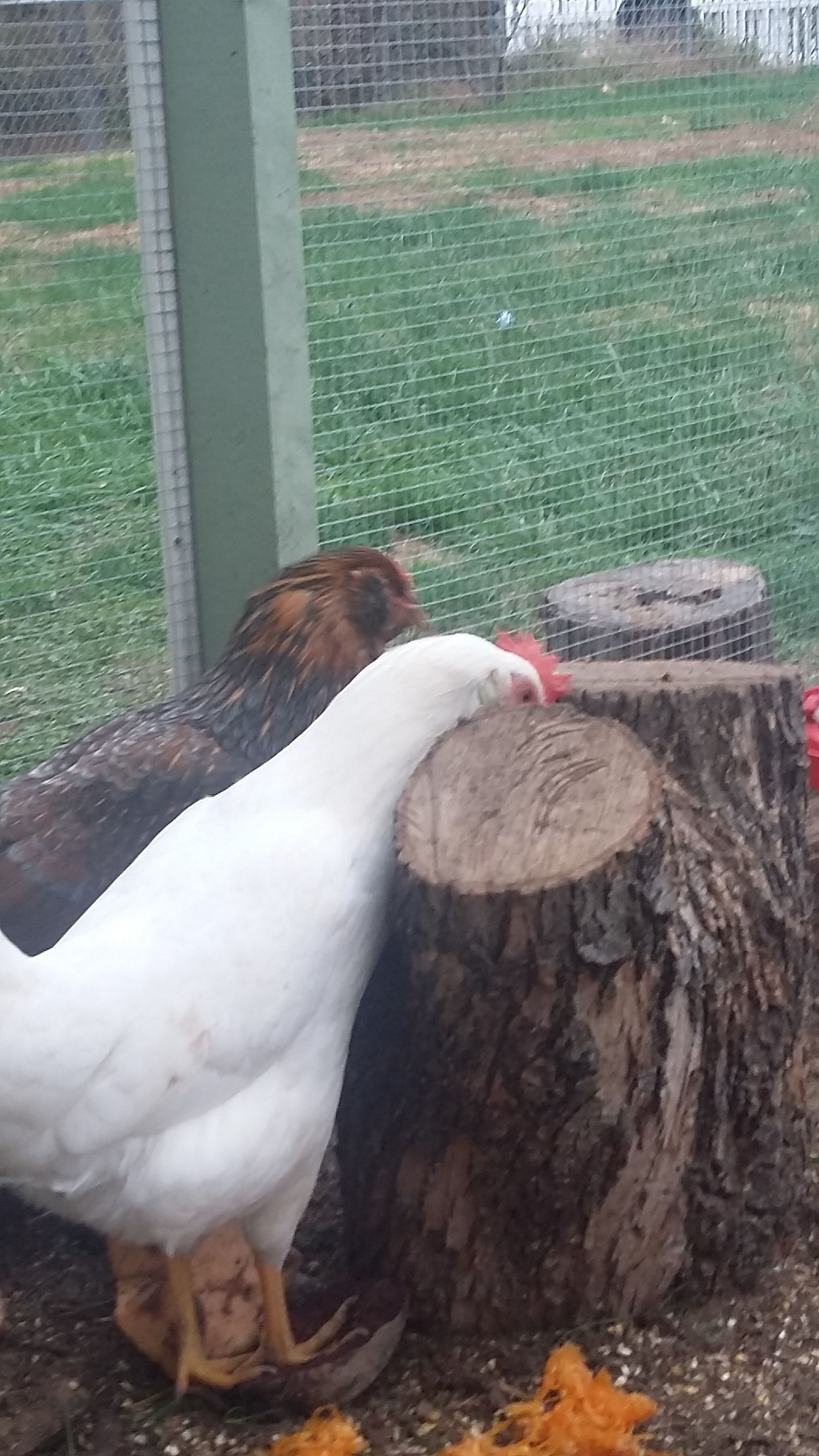 Junebug looking for her favorite treat, mealworms