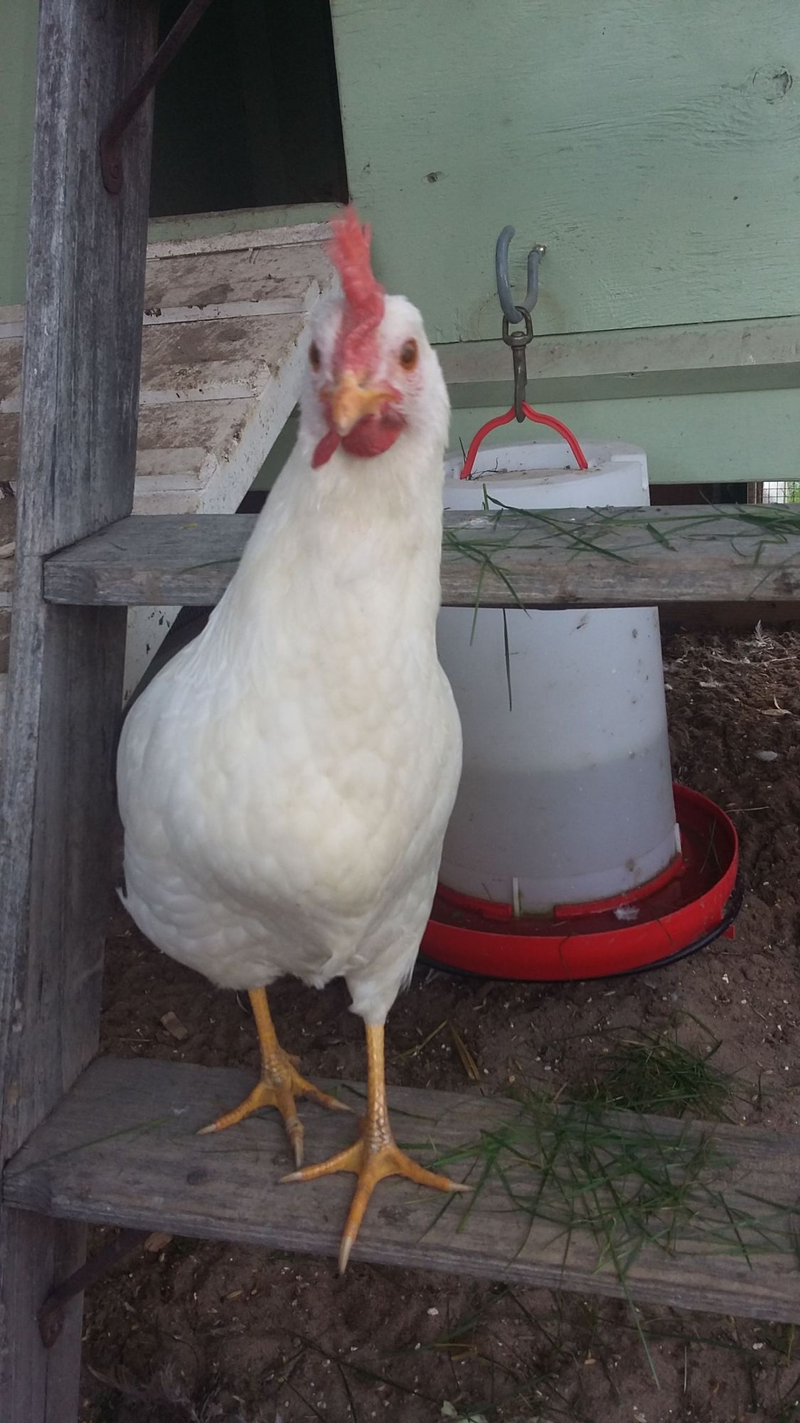 Junebug (White Leghorn)