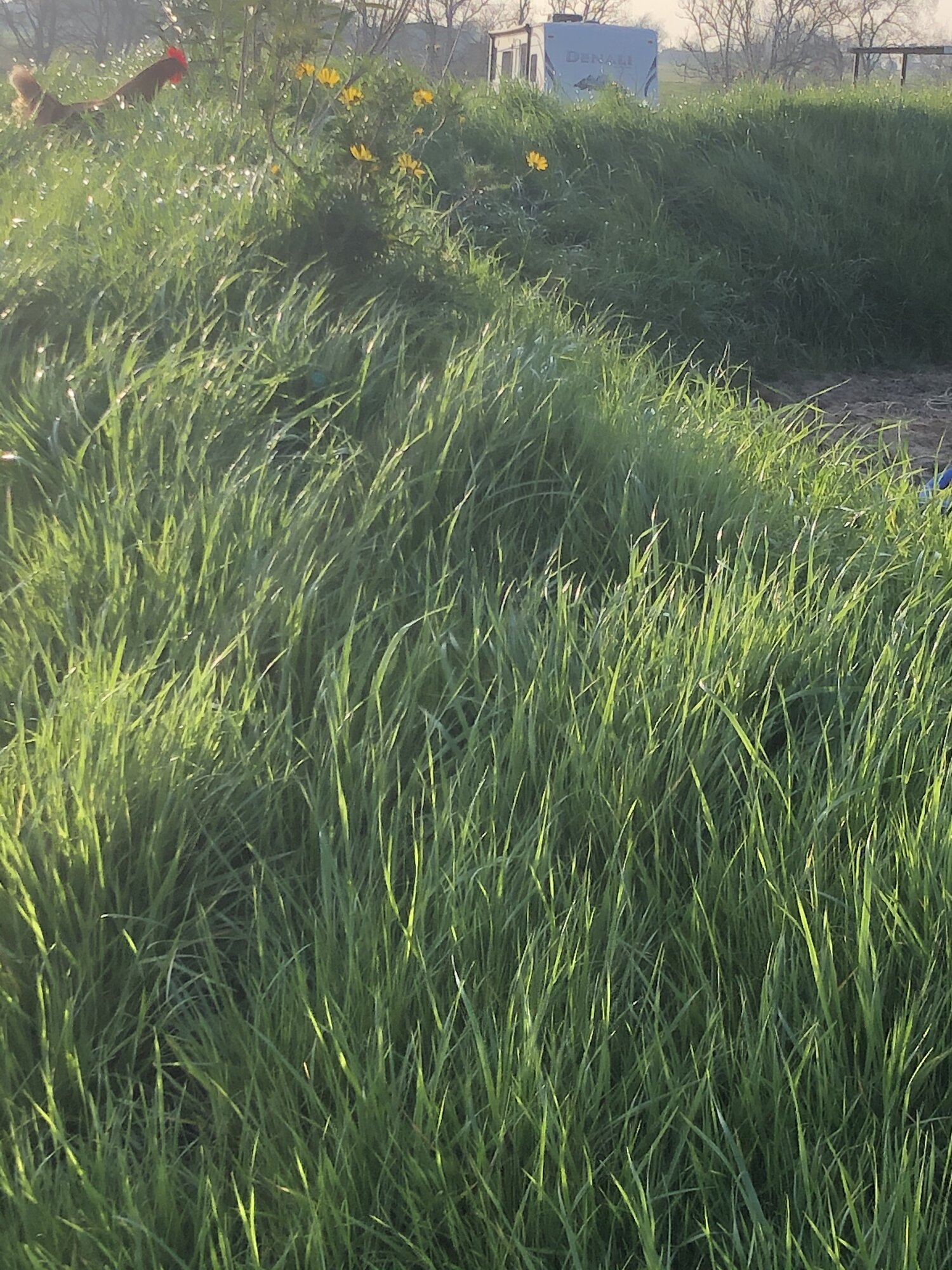jungle chicken