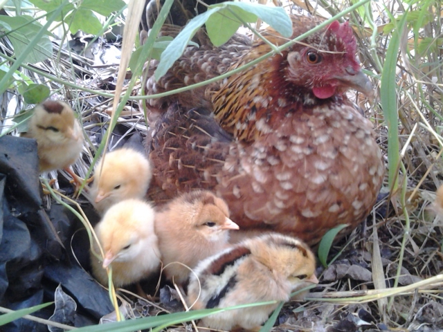 Jungle Fowl hen named Lady (hatched from an egg that was found) who hatched her first batch of chicks in February 2015
Some chicks were hybrids due to crossing with my Buff Orpington rooster