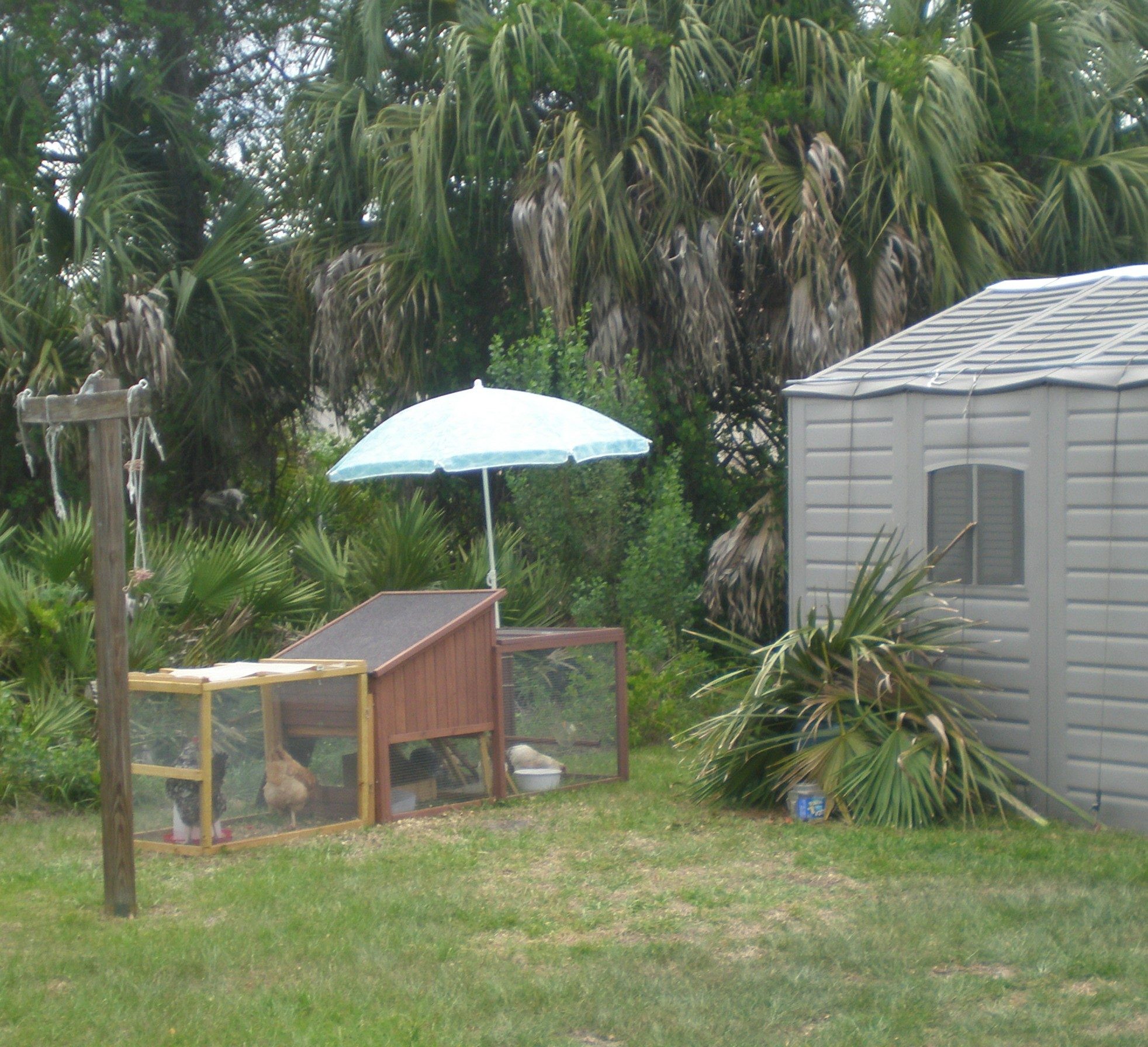 Jungle Nesting Box for free range OEG Hen.