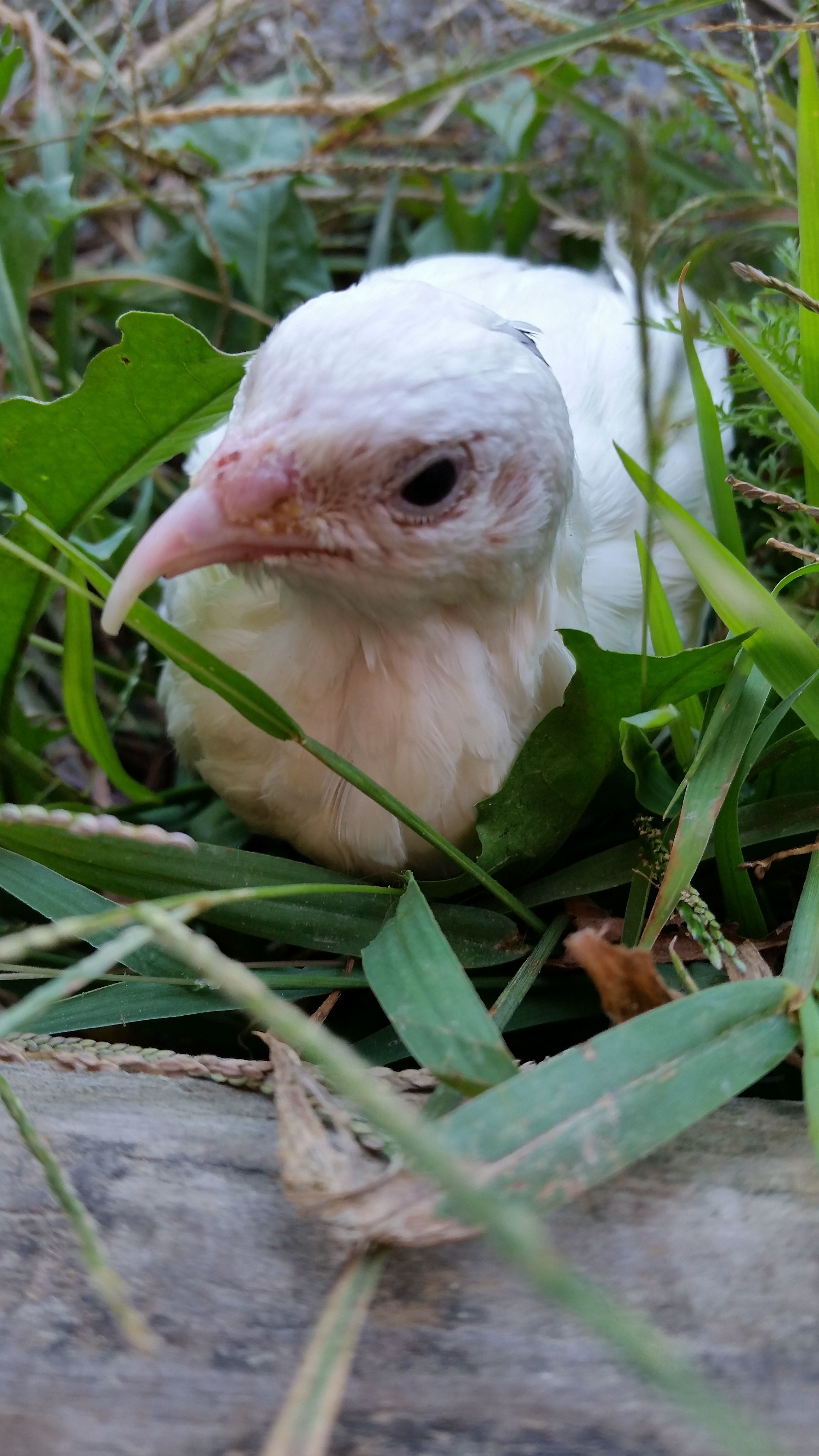 Junior 5 year old Texas A&M male